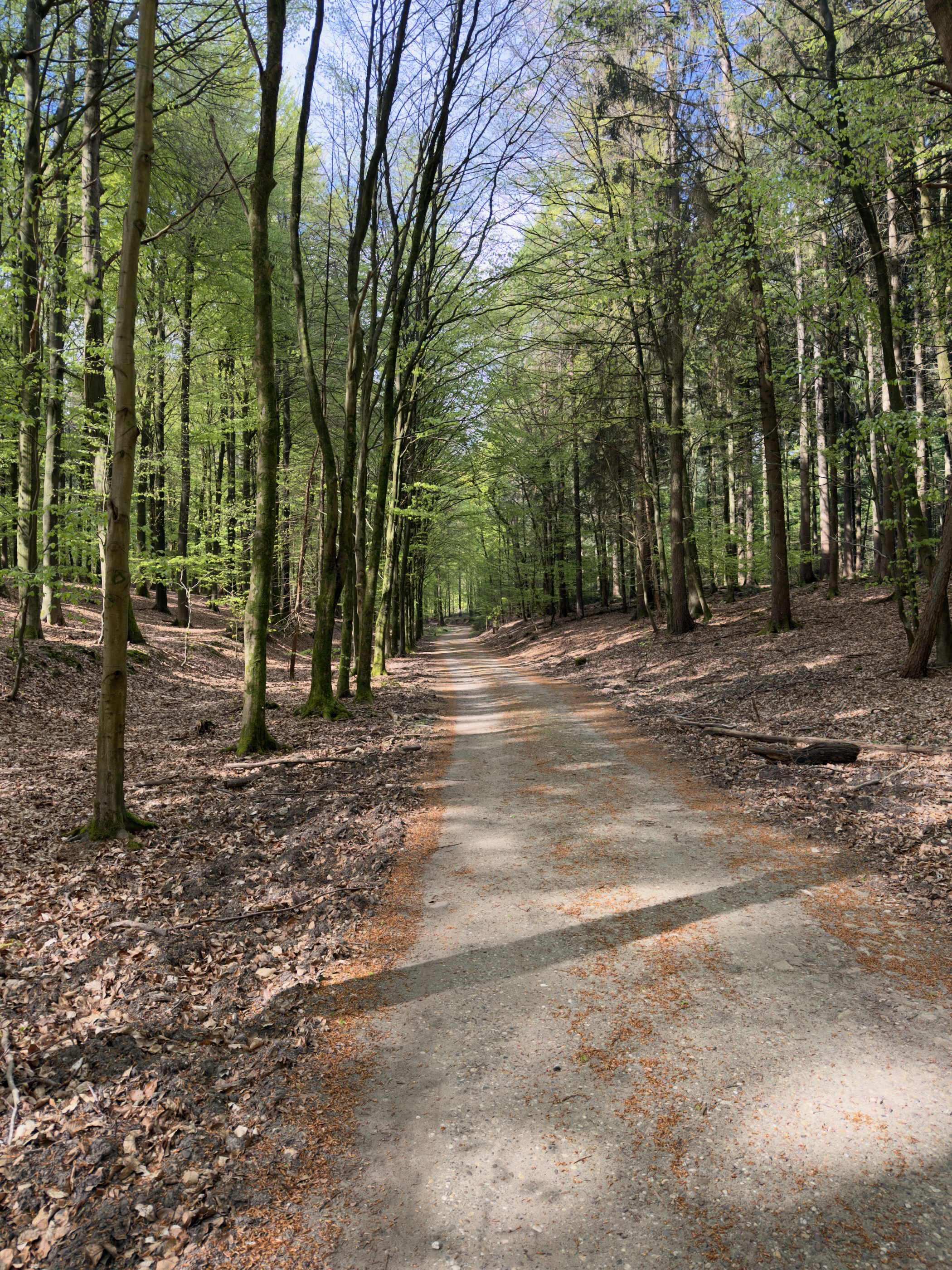 Sandy forest road climbing gently between slender beeches and pines