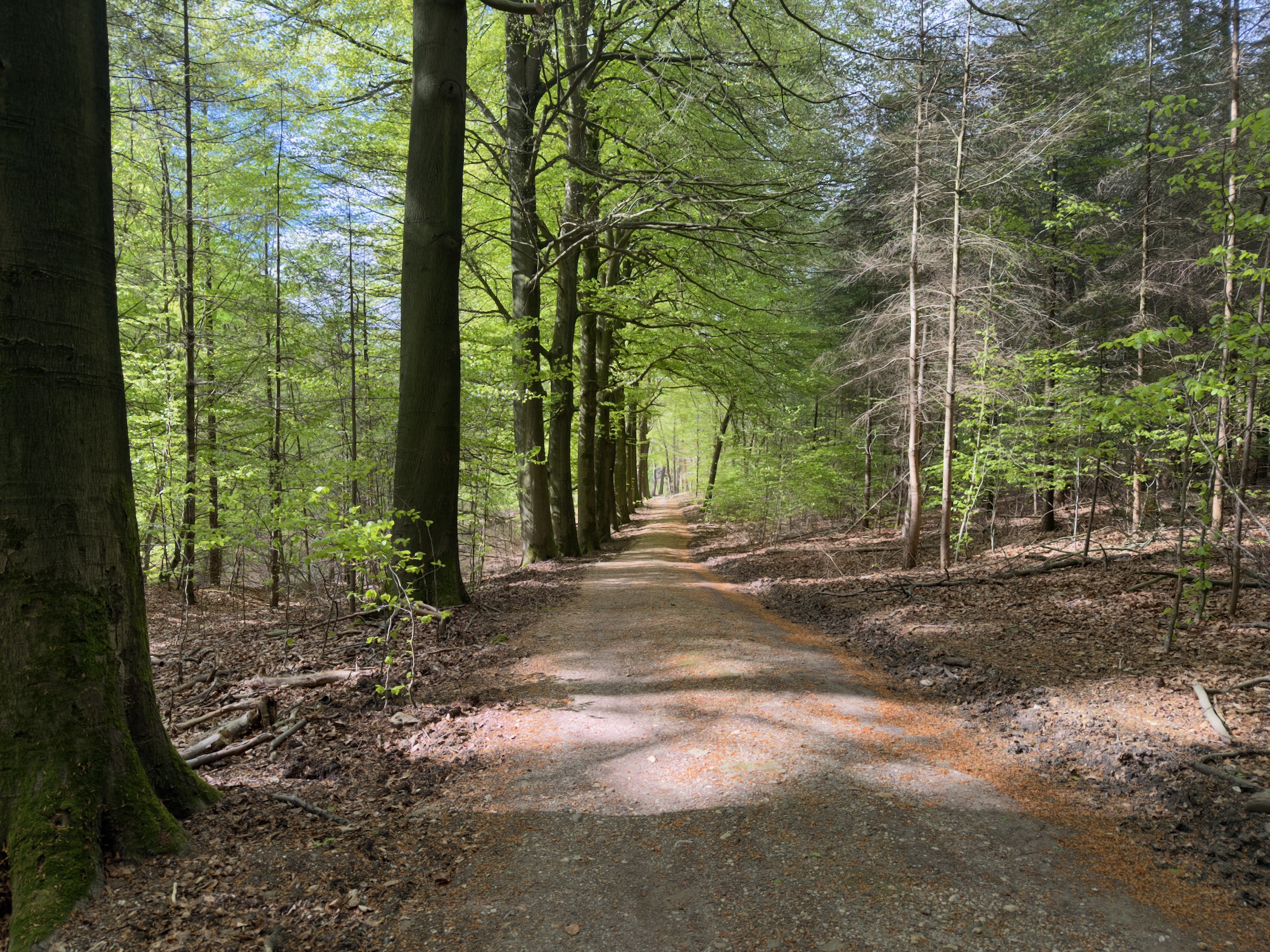 Sandy track through a beech forest with fresh lime-green foliage overhead