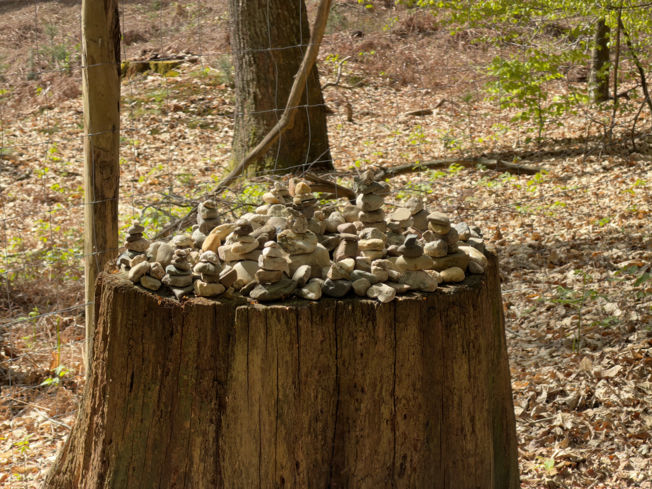 Pile of stacked stones on top of a large tree stump beside the forest trail