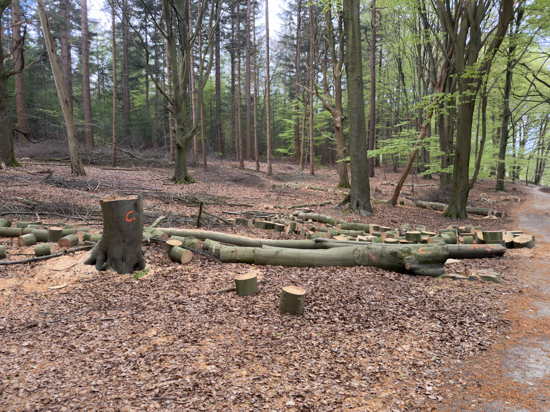 Section of a long felled beech tree cut into logs beside the path