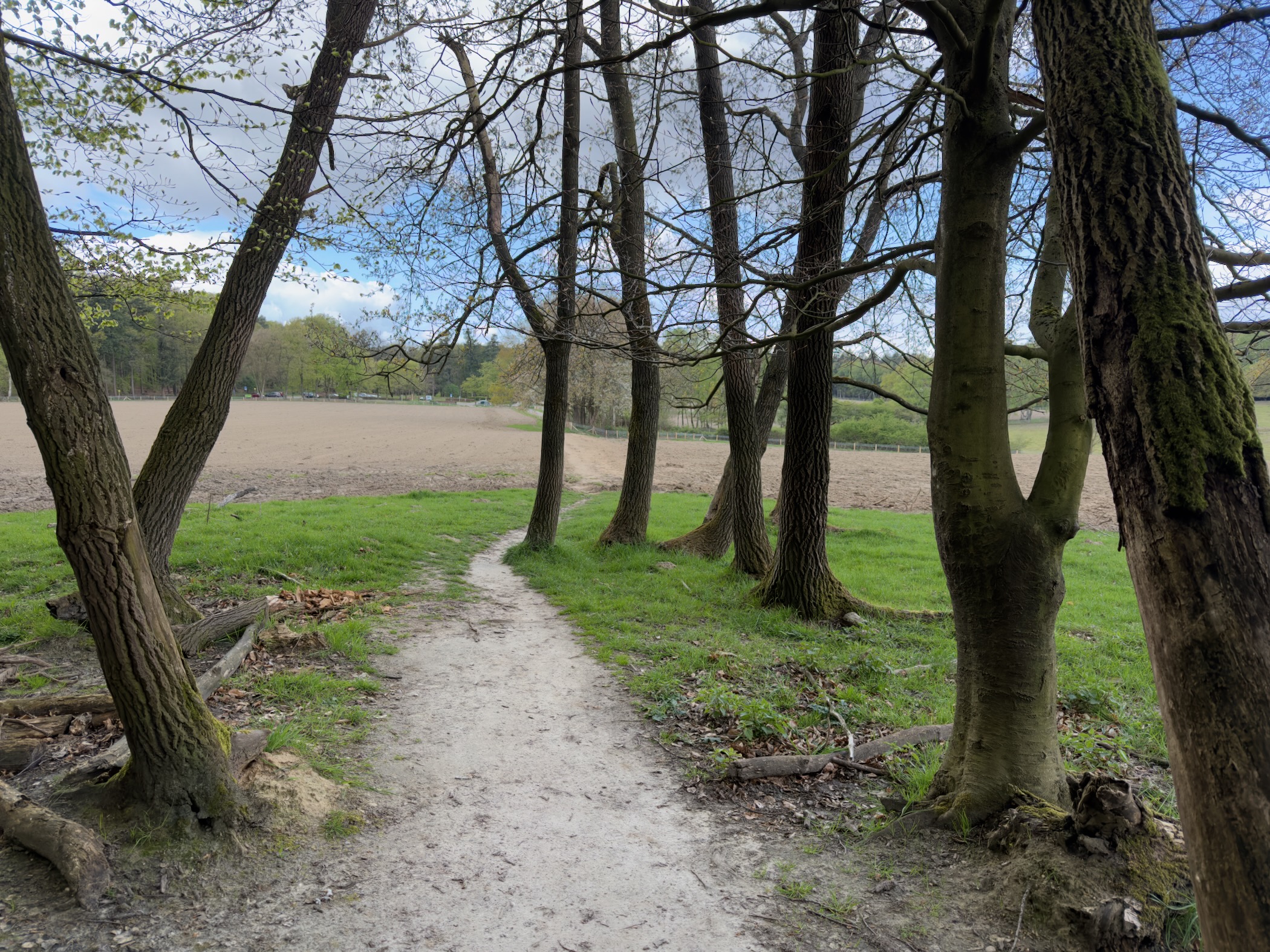 Sandy singletrack path between old oak trees leading out of a forest into a paddock