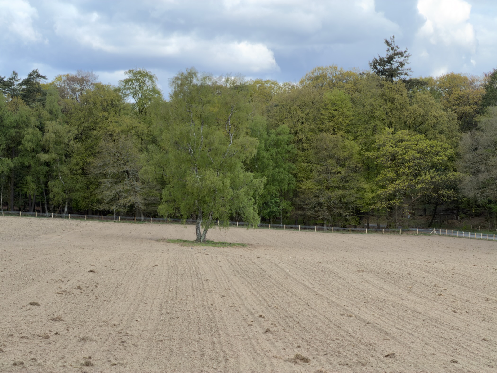 Silver birch standing alone in a large empty sandy equestrian arena bordered by forest