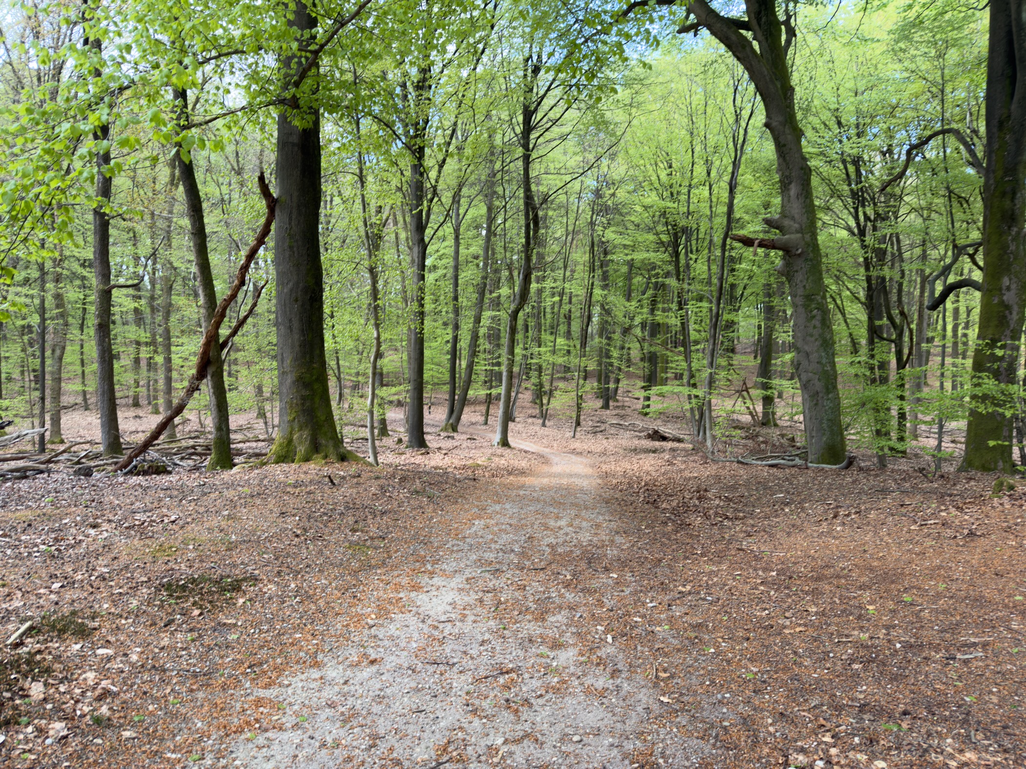 Sandy forest path through a broad beech wood with bright spring-green canopy