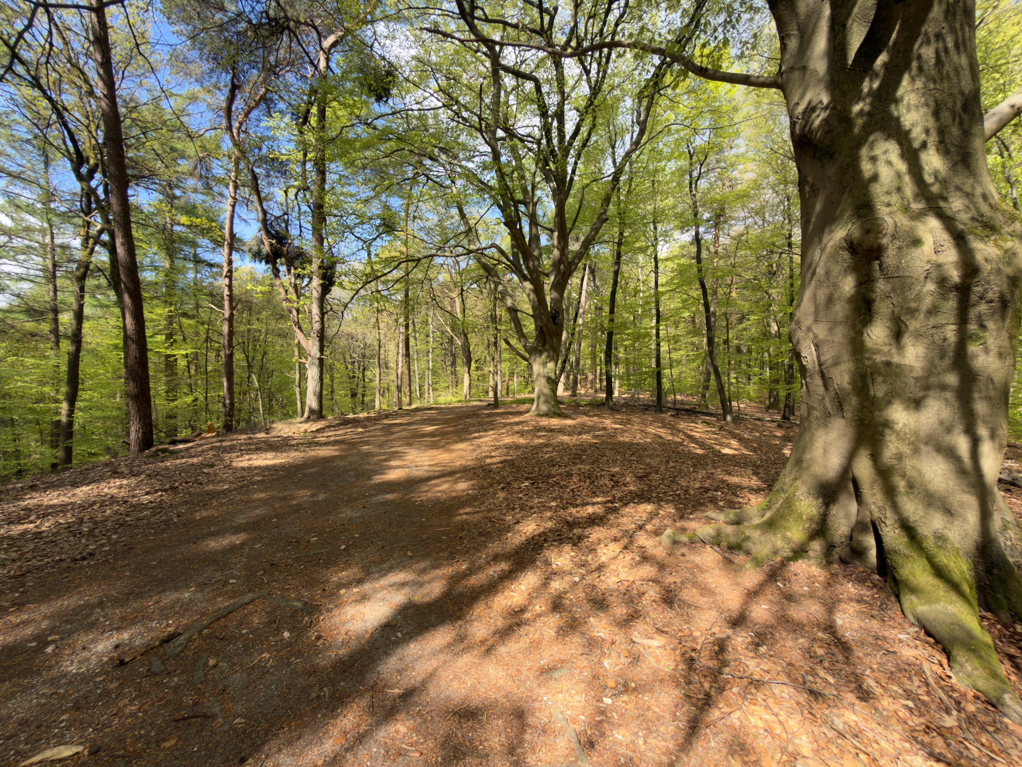 Open forest clearing with dappled sunlight on an earthy trail under mature beeches