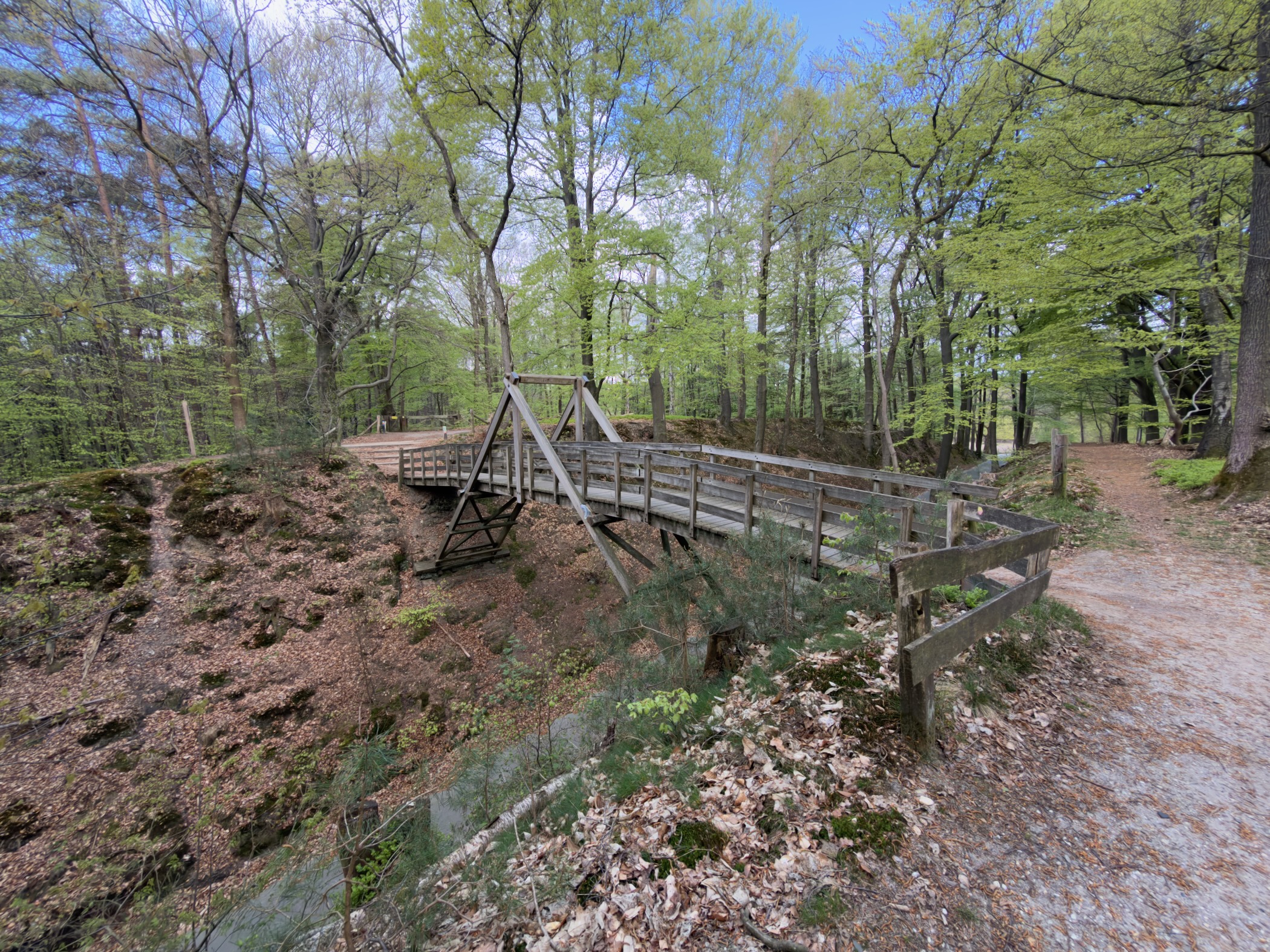 Wooden footbridge crossing a deep gully in the beech forest