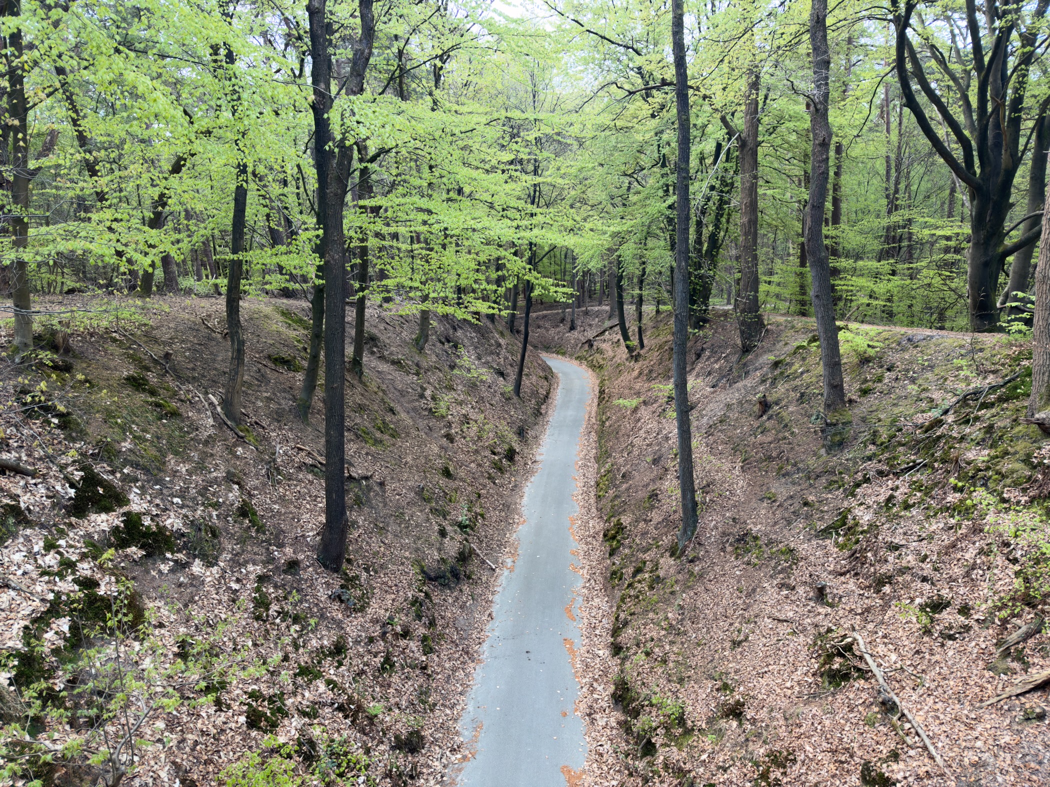 View down a deep forest gully with a narrow paved path running along the bottom