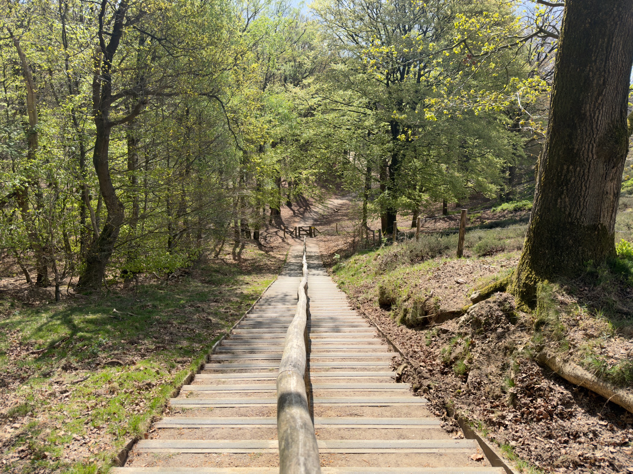 Long wooden staircase descending a hillside with a sliding handrail of tree trunks