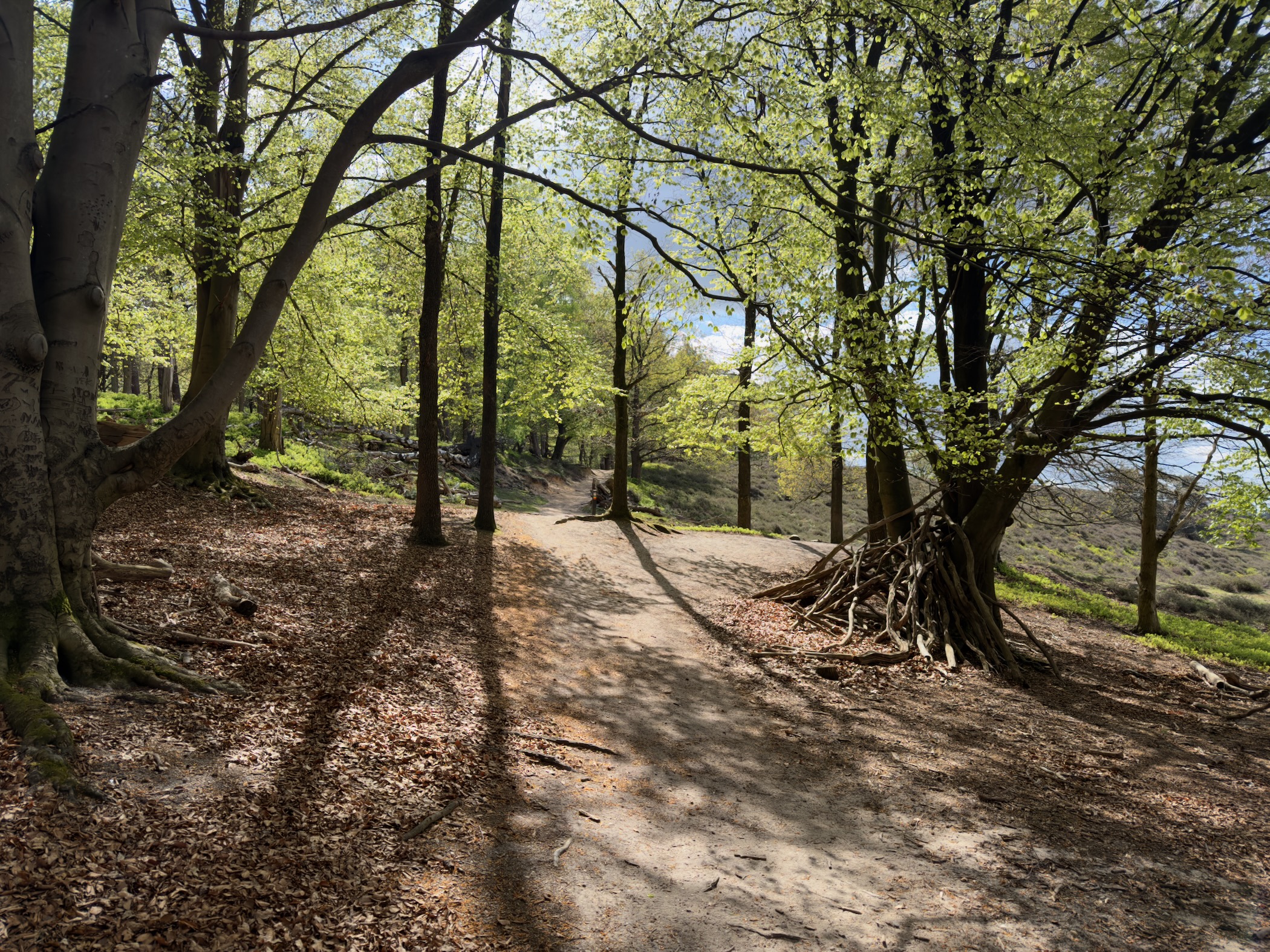 Forest path curving around a slope with a tangled branch shelter on the right