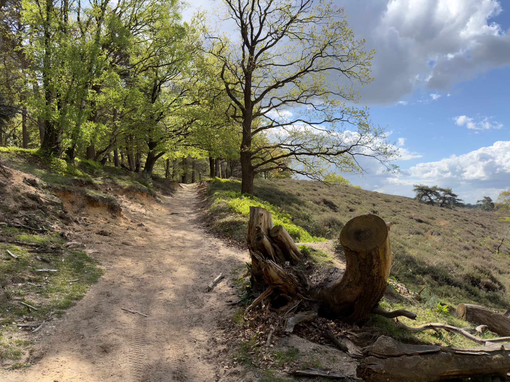 Sandy hillside path climbing between oaks and heather on the Posbank escarpment