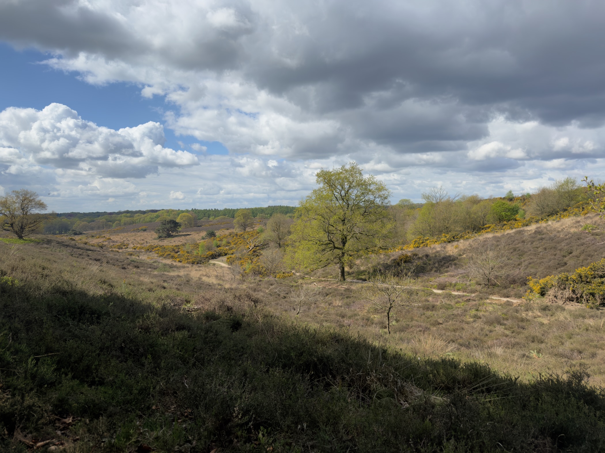 Rolling Posbank landscape with yellow-flowering gorse and cumulus clouds