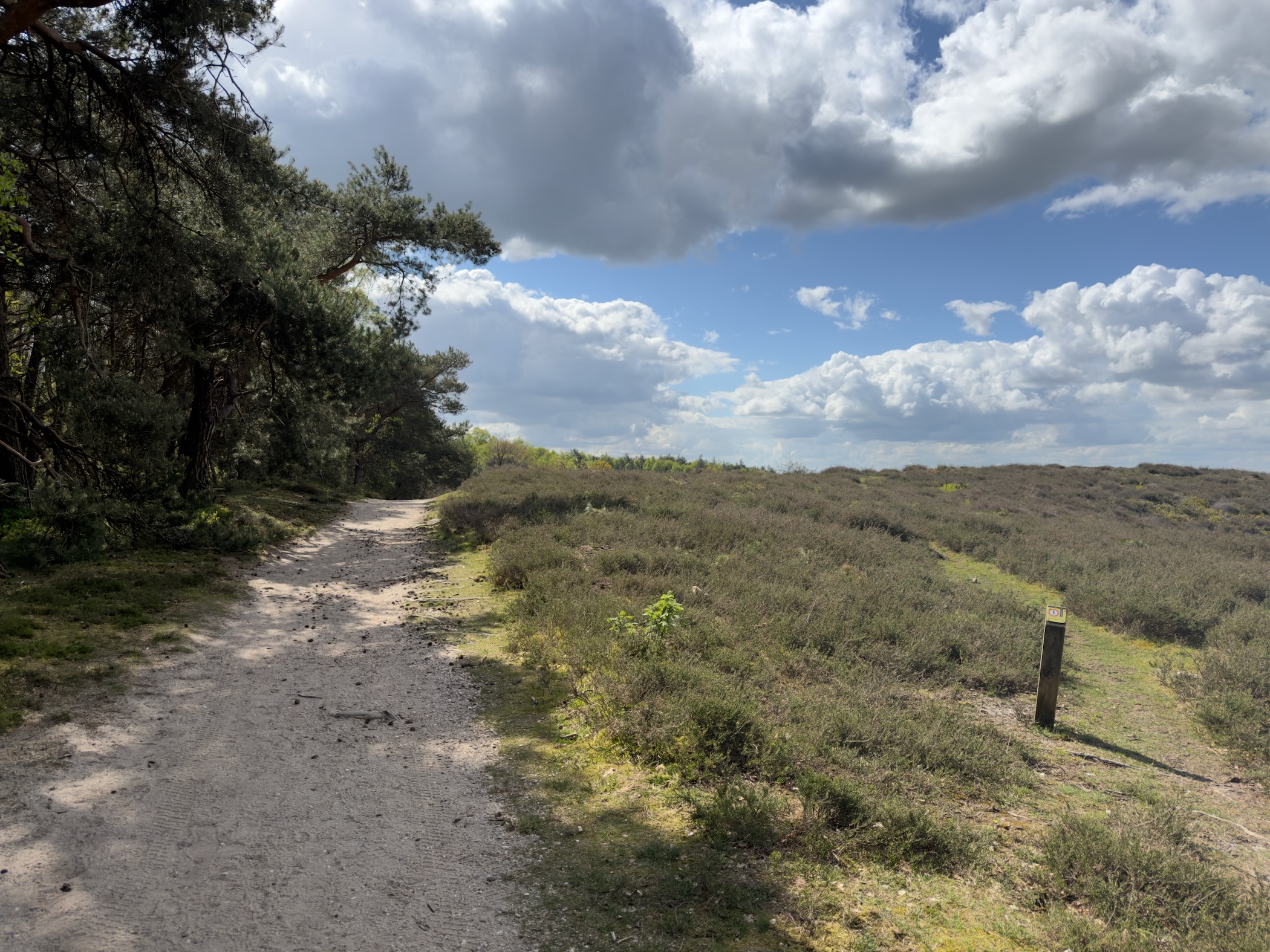 Sandy path along the edge of heathland with a pine tree leaning over on the left