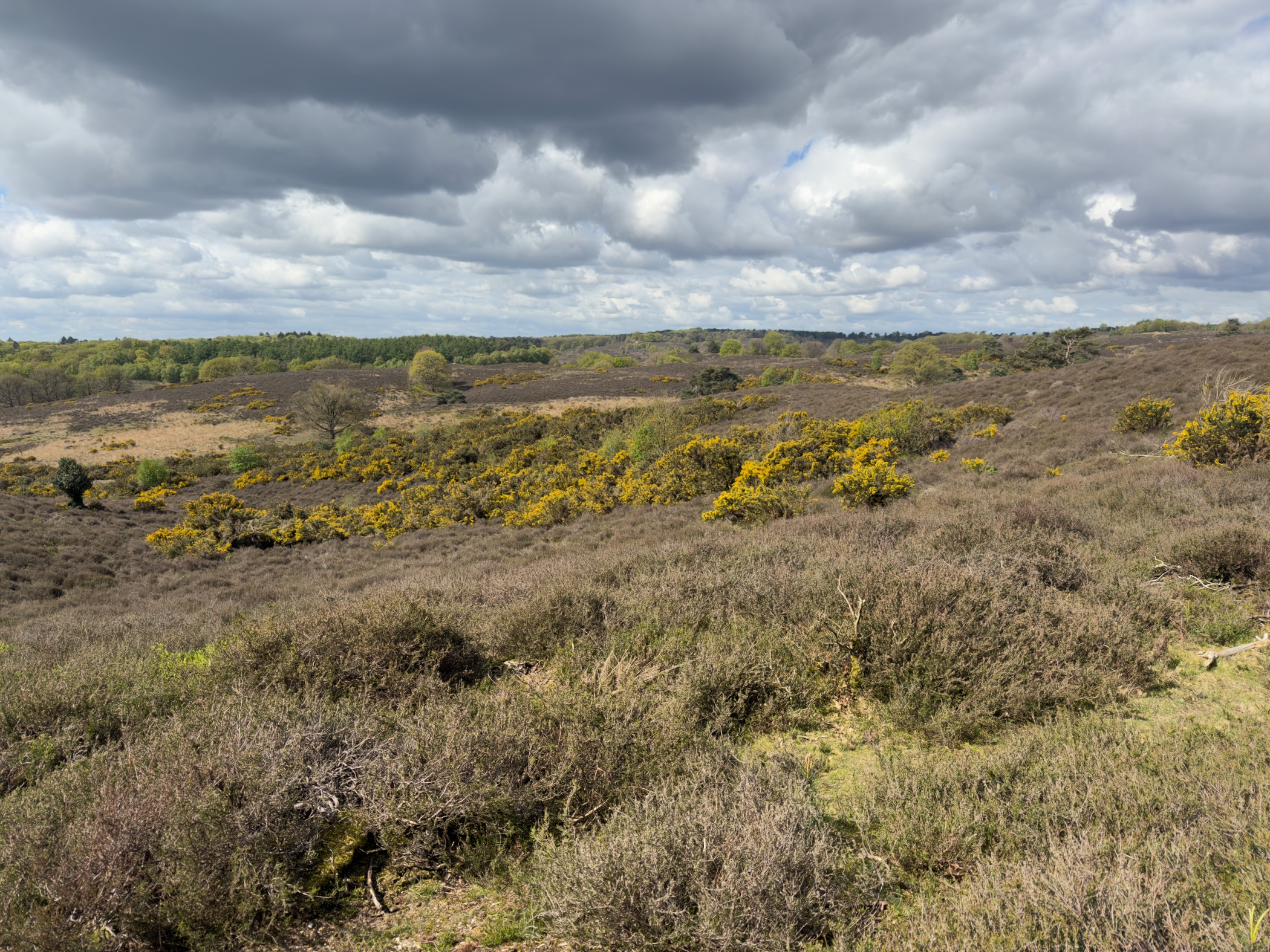 Heathland covered with flowering yellow gorse under a moody cloudy sky