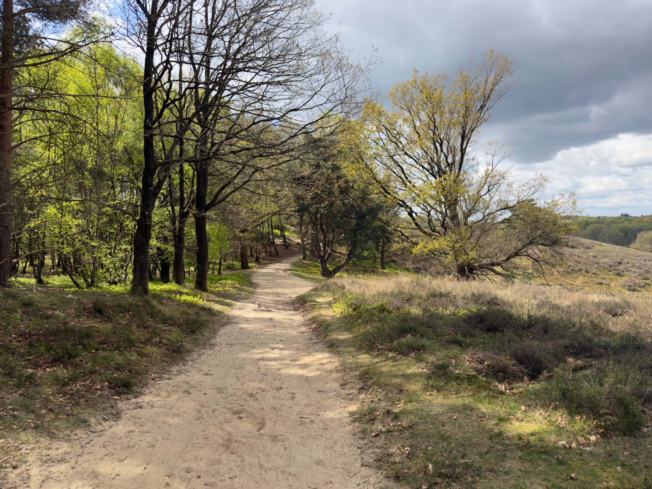 Sandy path descending between bare trees and blooming gorse on the hillside