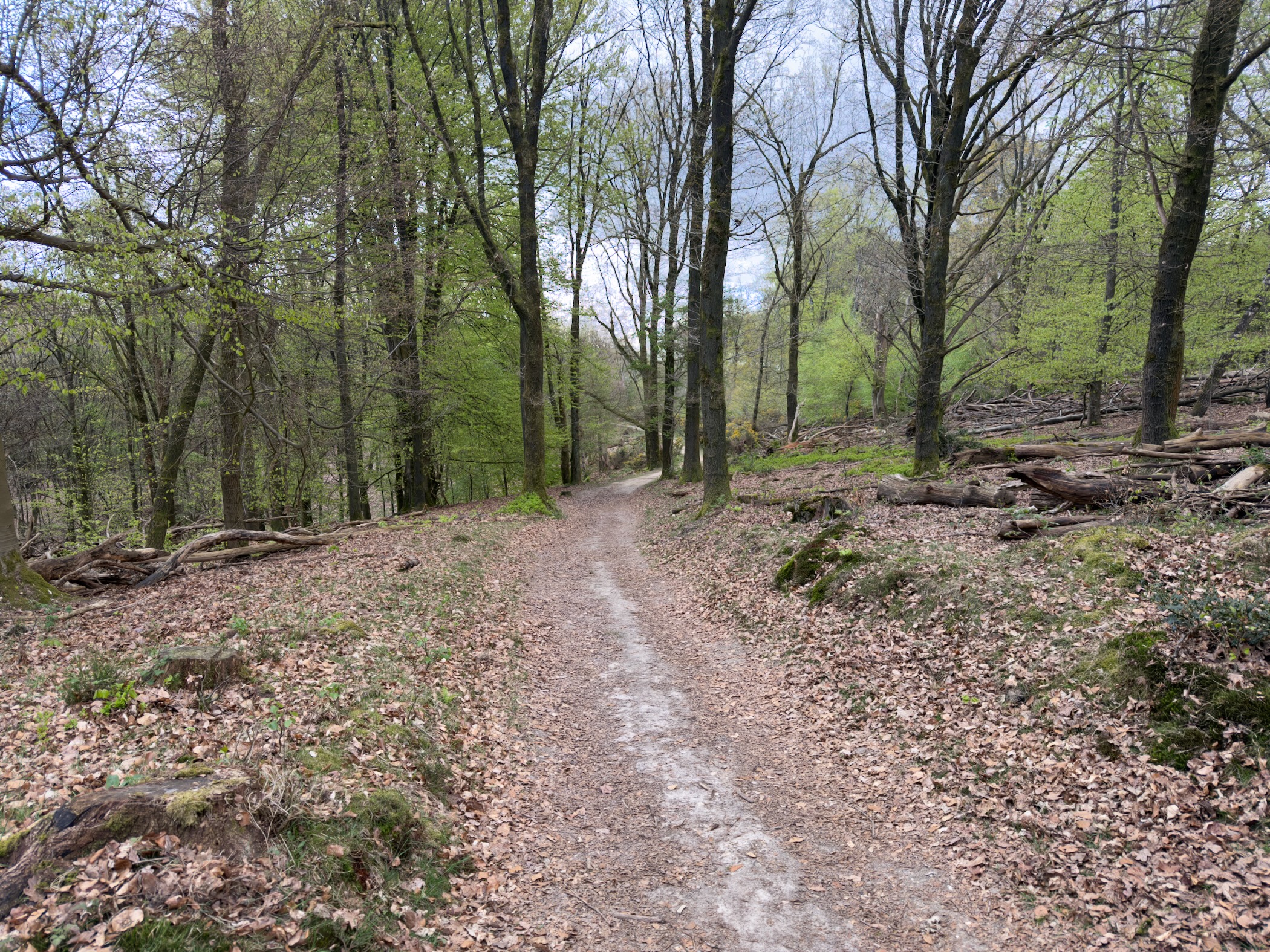 Forest slope path through bare beeches and oaks beginning to leaf out