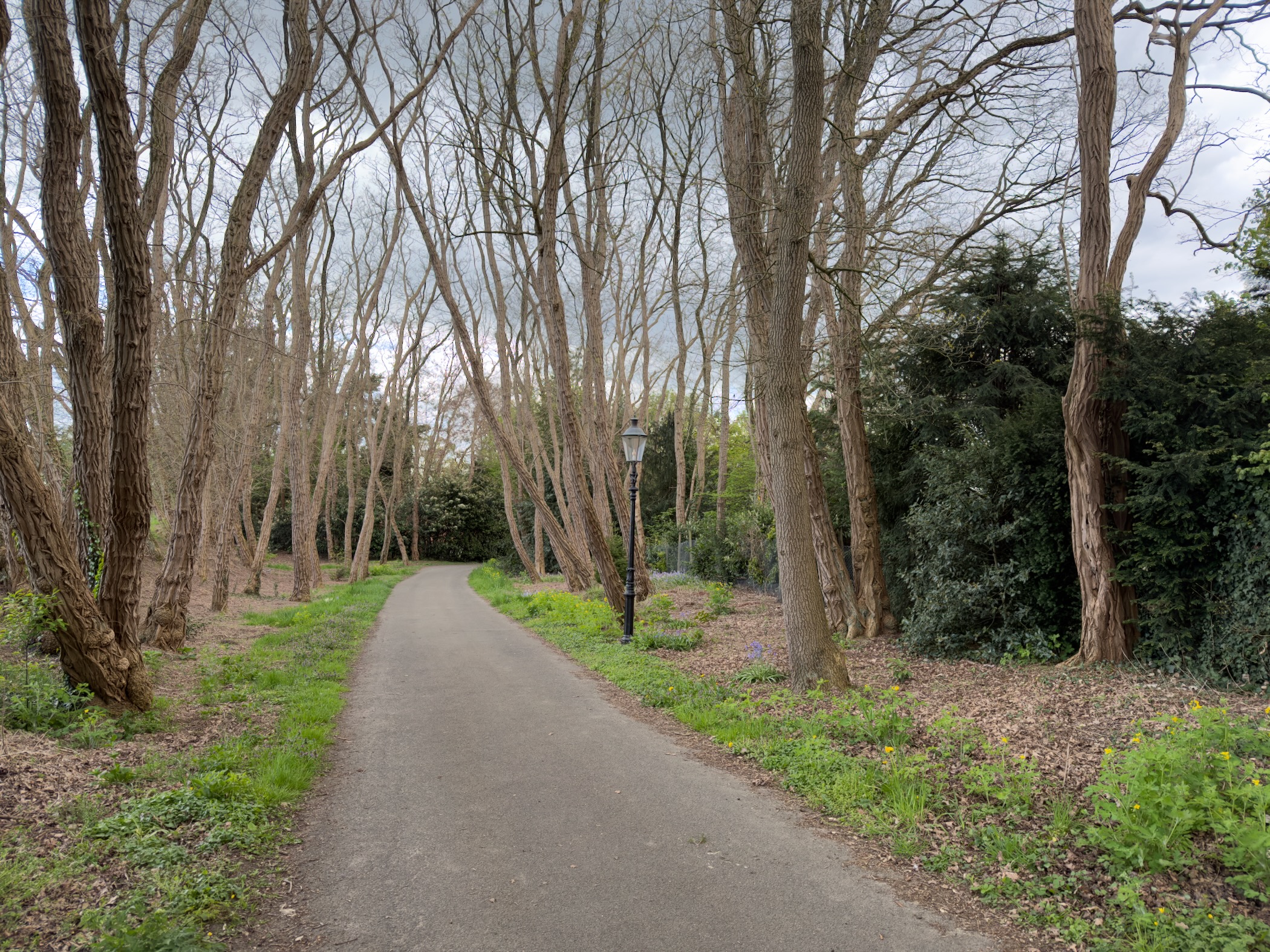 Tree-lined avenue with an old-fashioned street lamp post on a Rheden village street