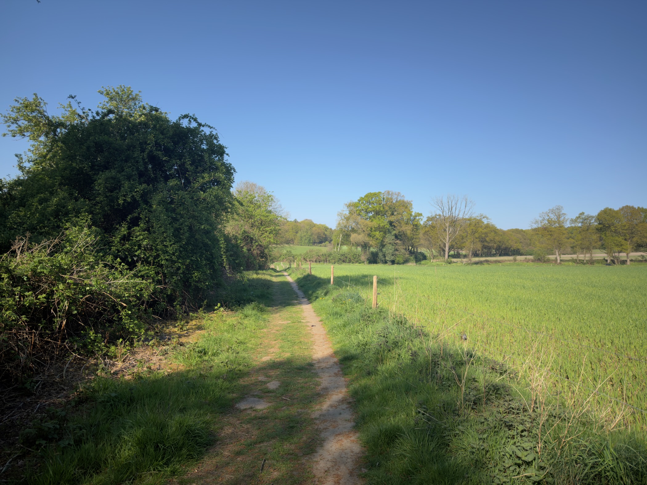 Sandy double-track path between a dense hedgerow and a young crop field under a clear spring sky