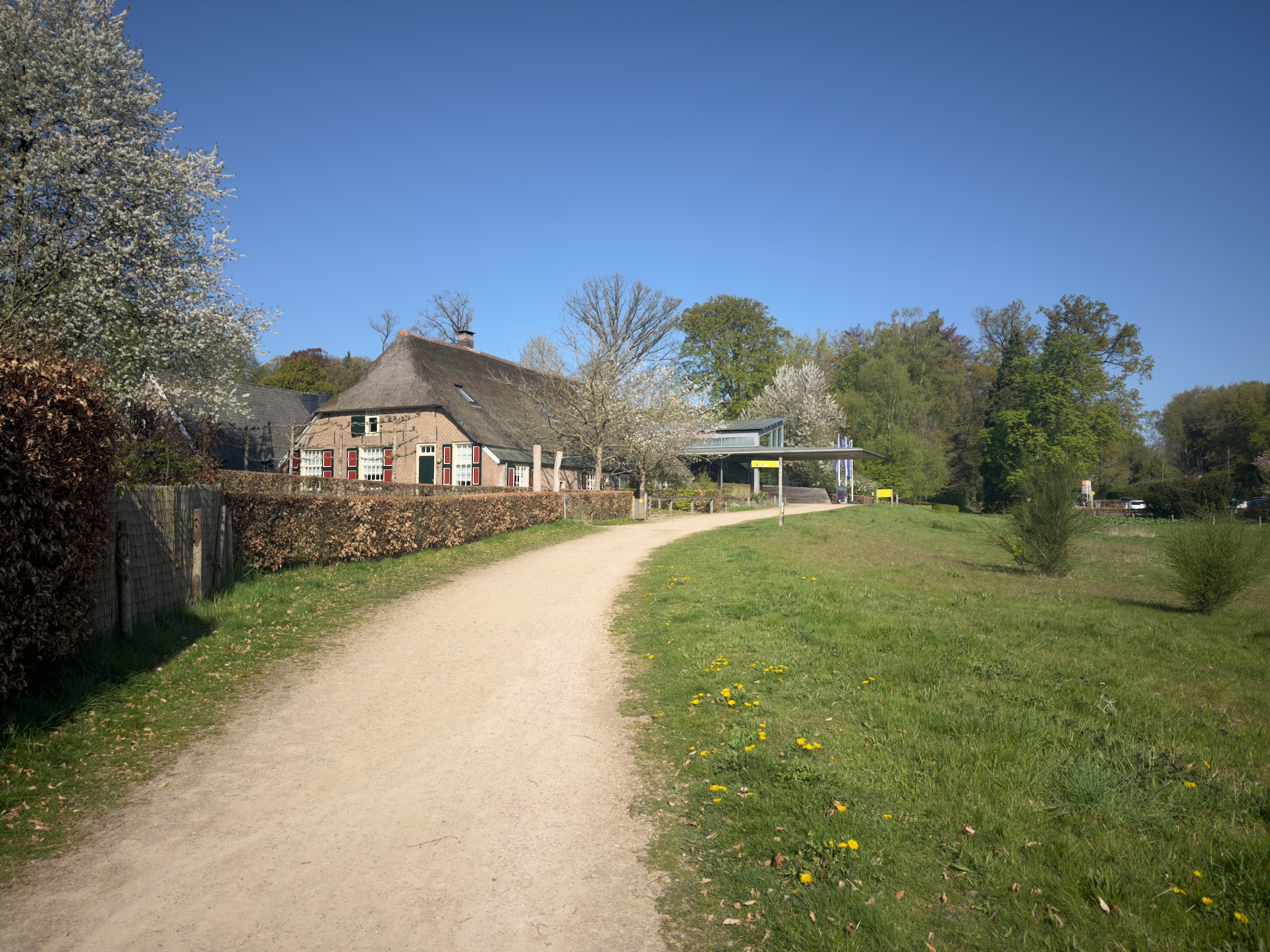 Thatched traditional Veluwe farmhouse with blossoming trees beside a dirt drive scattered with dandelions