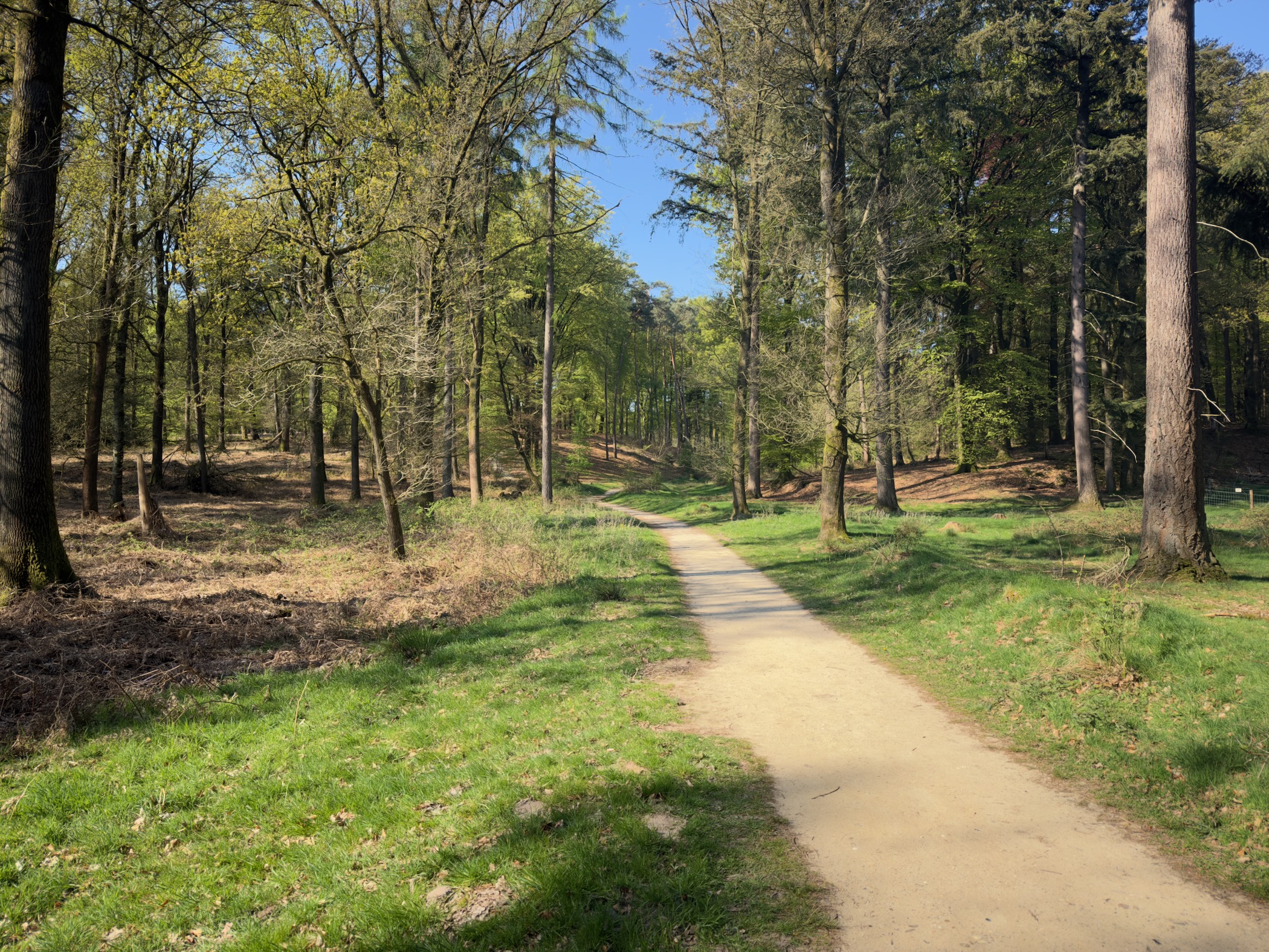 Wide forest path curving through a bright beech wood with fresh lime-green leaves