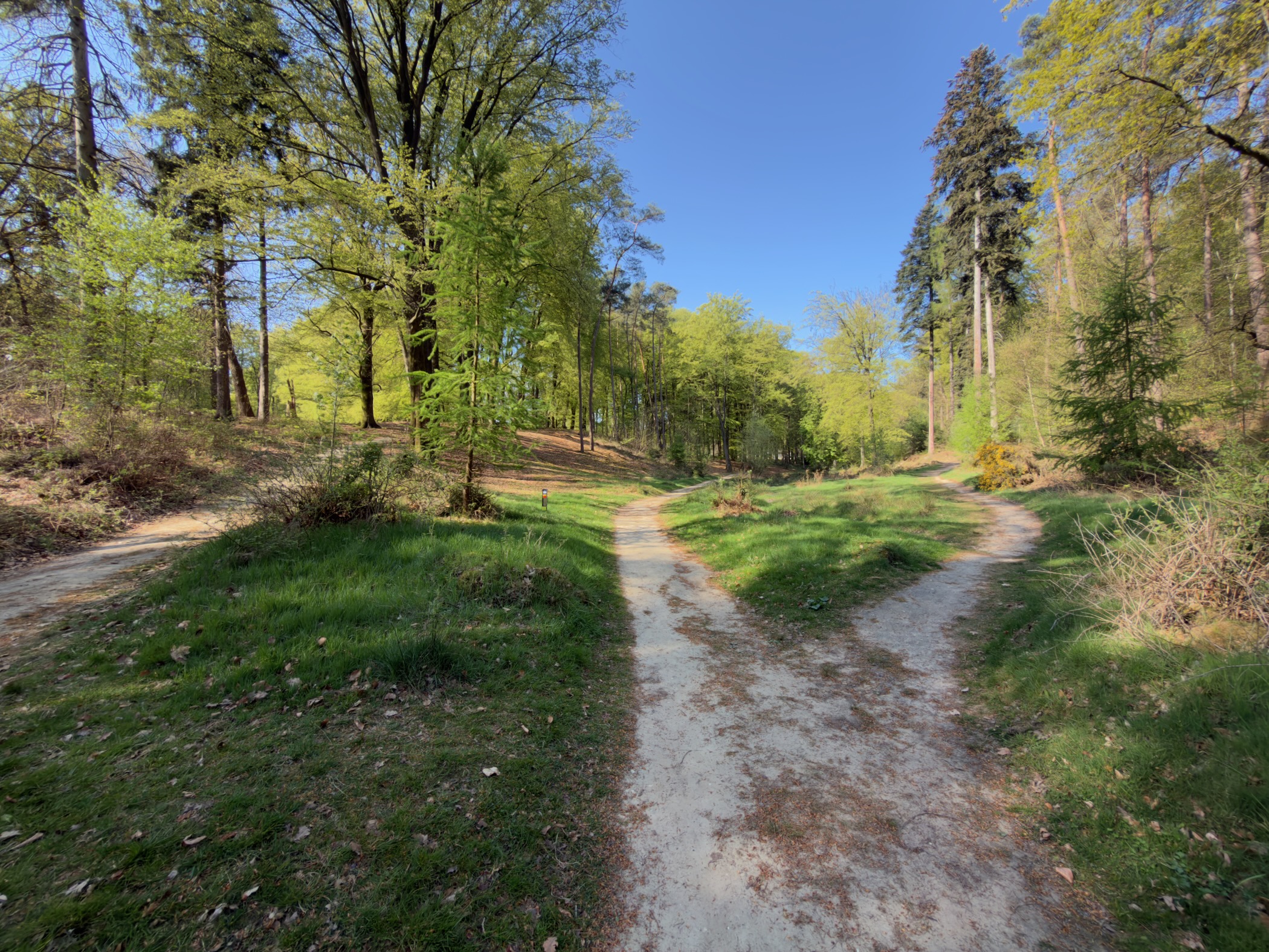 Junction of sandy paths in a sunny spring beech forest