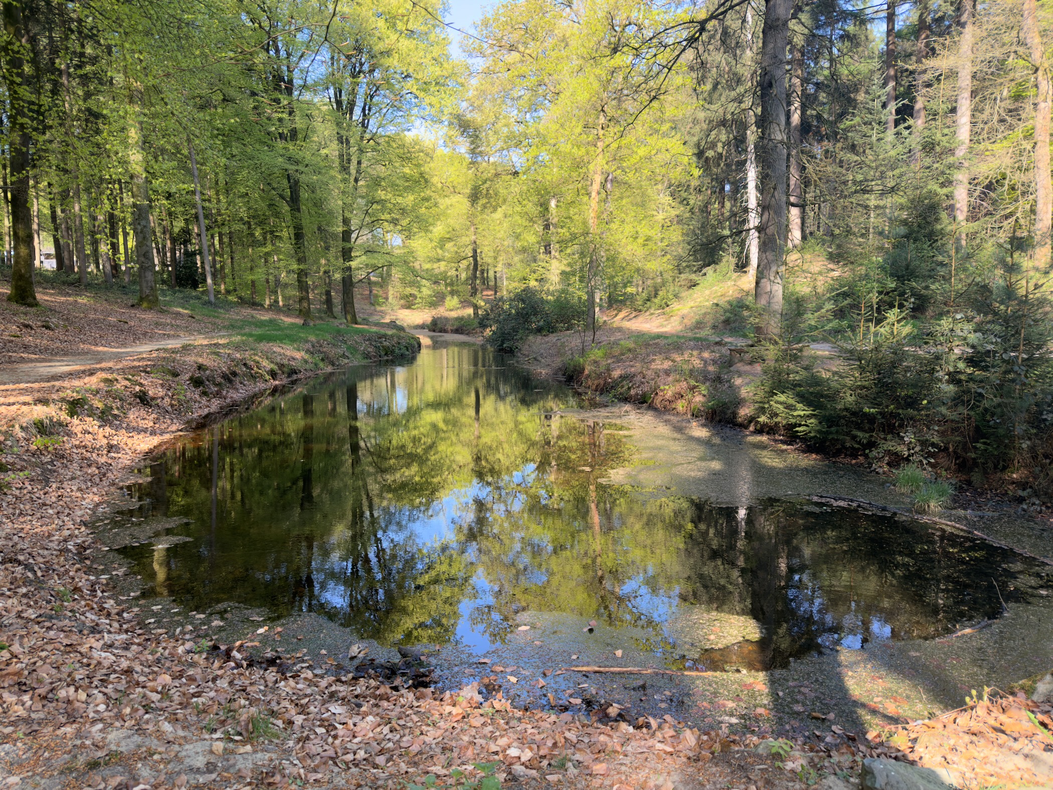 Quiet woodland pond reflecting beech trees in fresh spring foliage