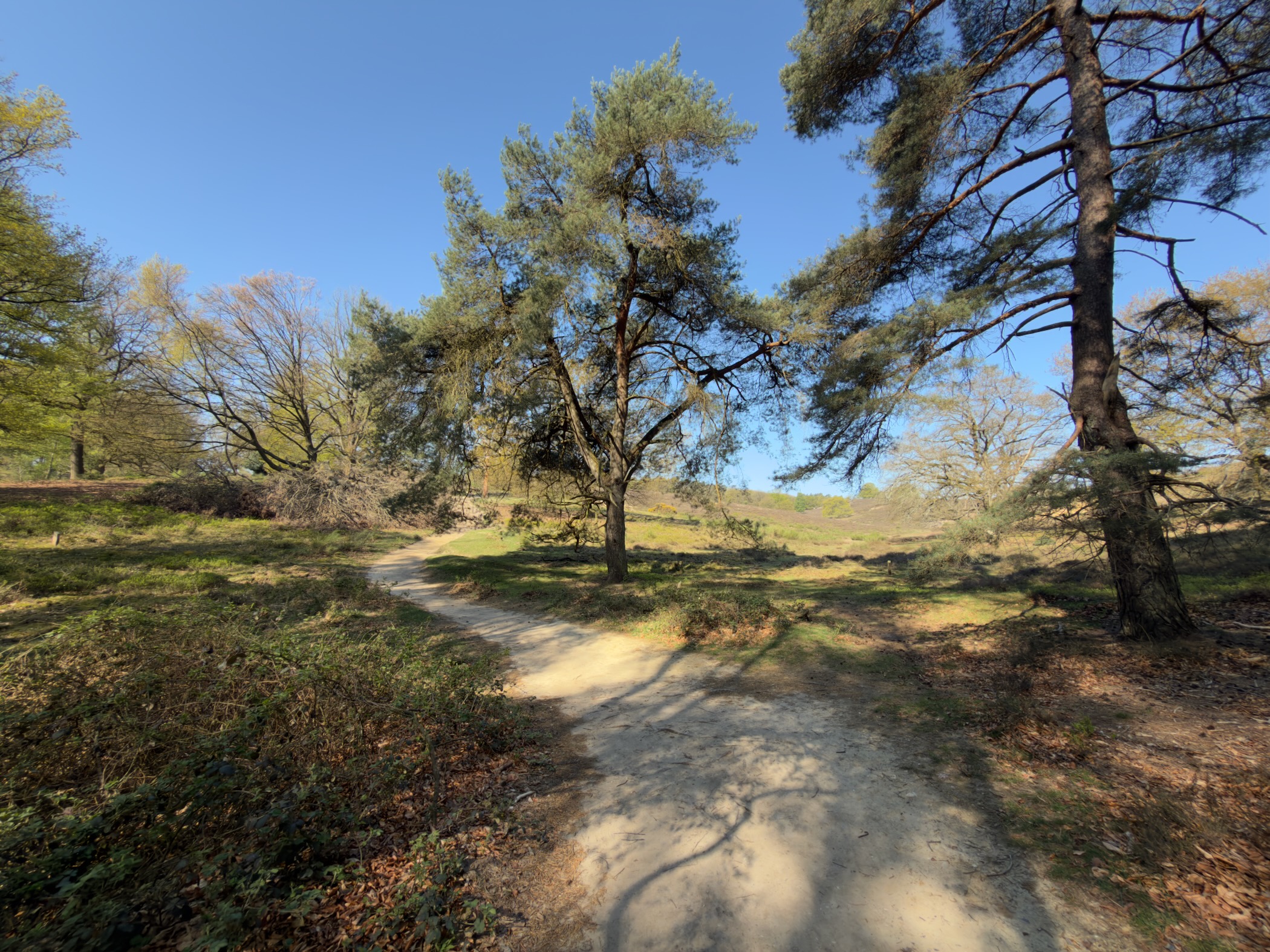 Sandy path between gnarled Scots pines at the edge of heathland