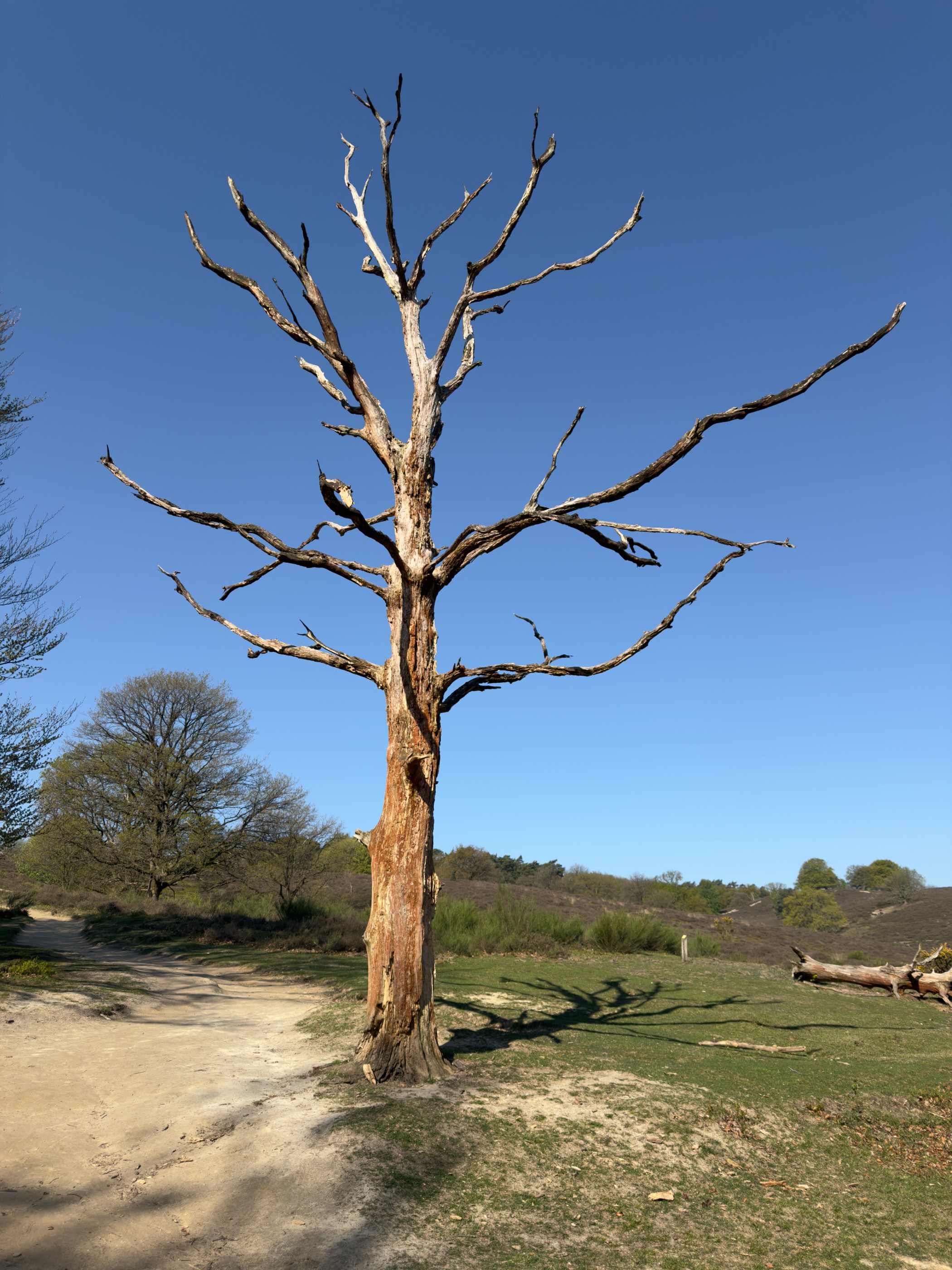 Tall weathered dead tree with bleached branches standing alone on the heath