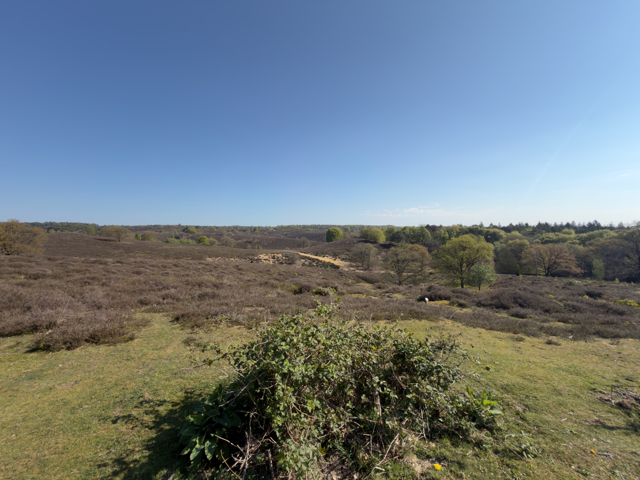 Wide Posbank heathland panorama stretching to the horizon under a clear blue sky