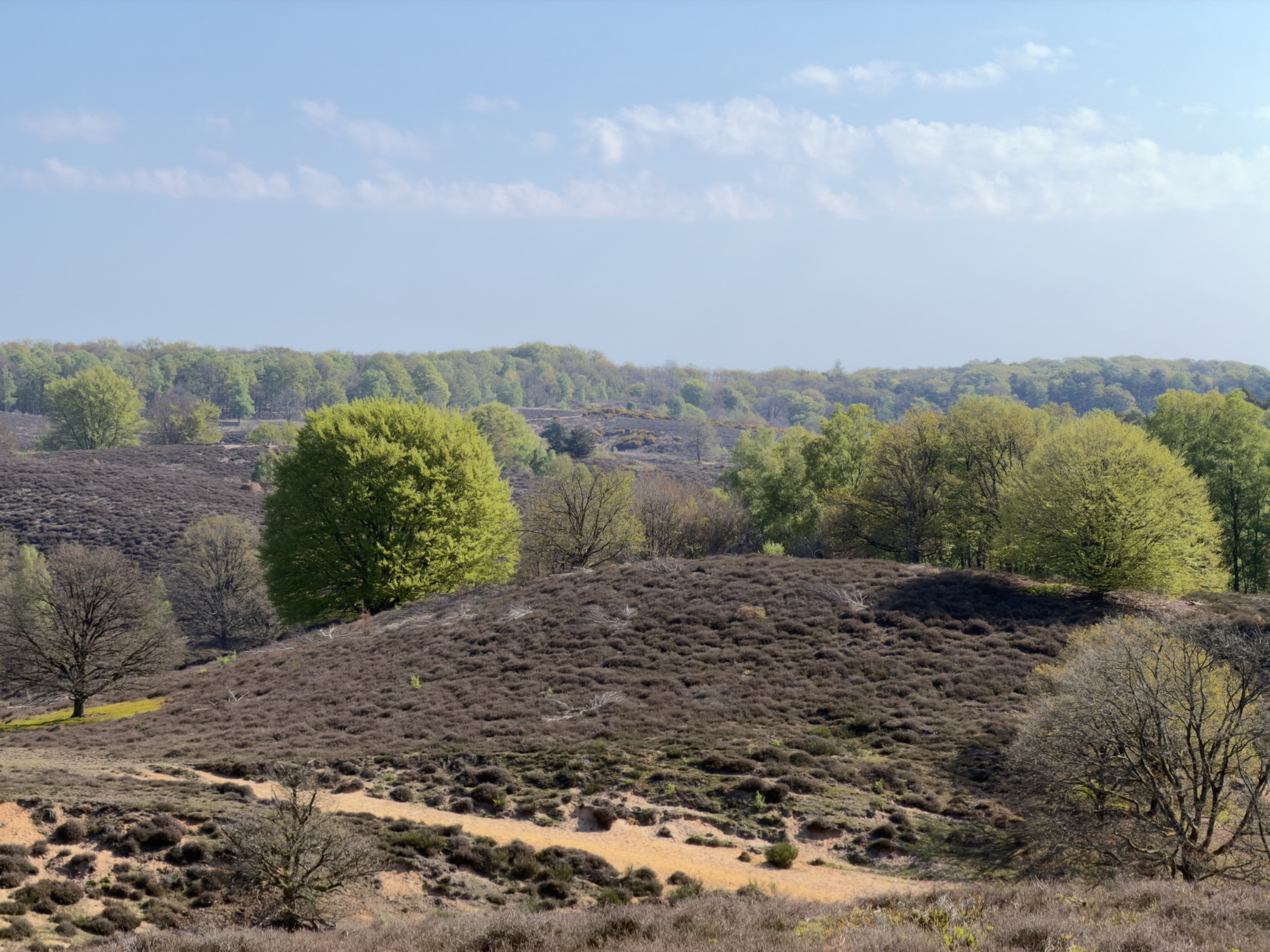 Undulating Posbank heathland with bright spring-green trees standing above the heather