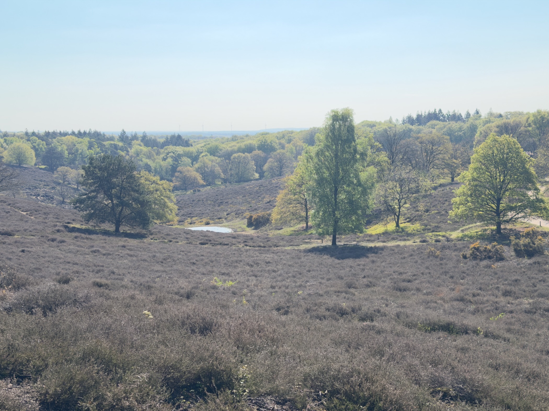View from the Posbank ridge across heather slopes to a small pond and distant hills
