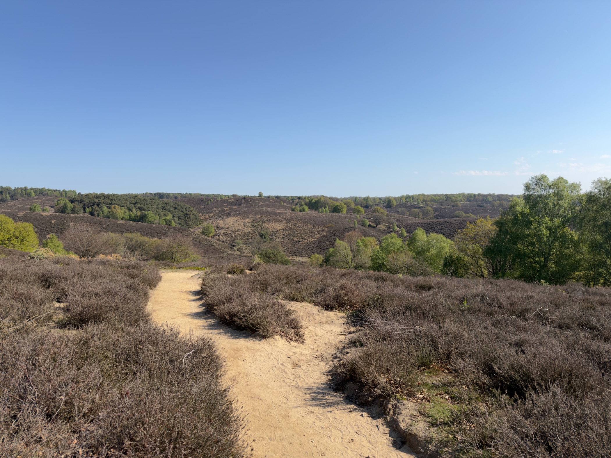 Sandy path winding through heather towards a ridge of wooded hills