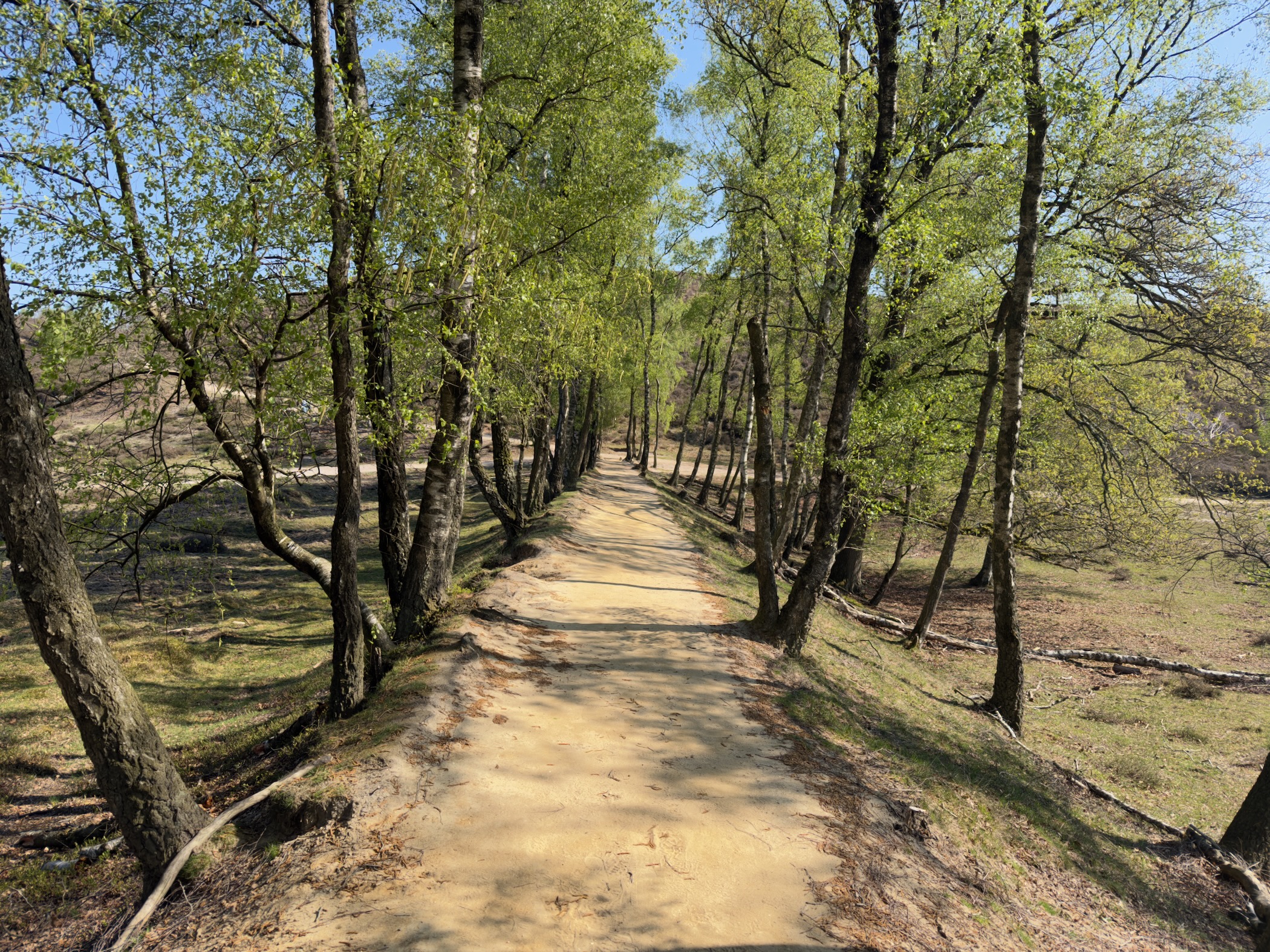 Sand-surfaced lane lined with birch trees leading through heathland