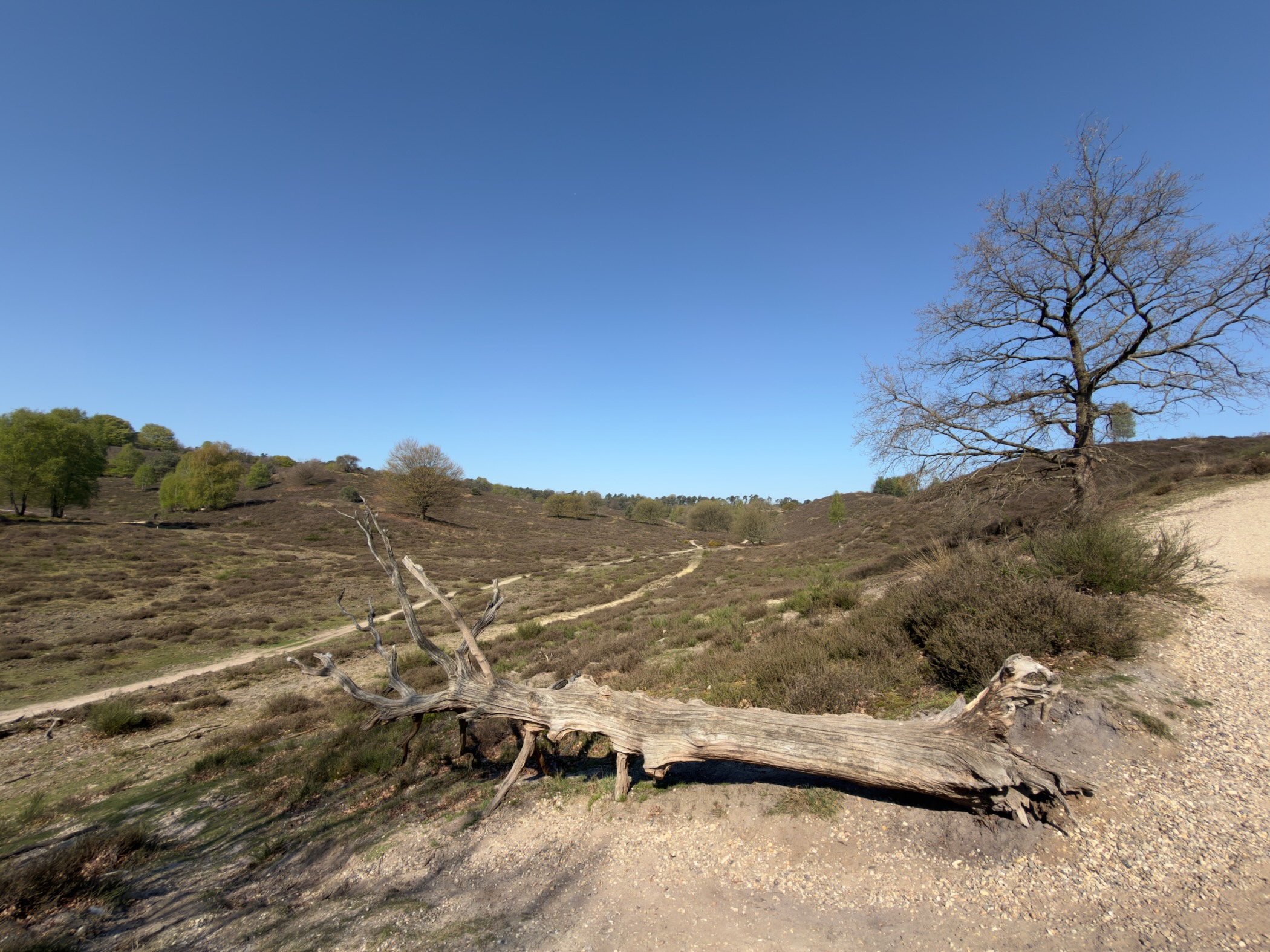 Large fallen weathered tree trunk lying across heather beside a sandy track