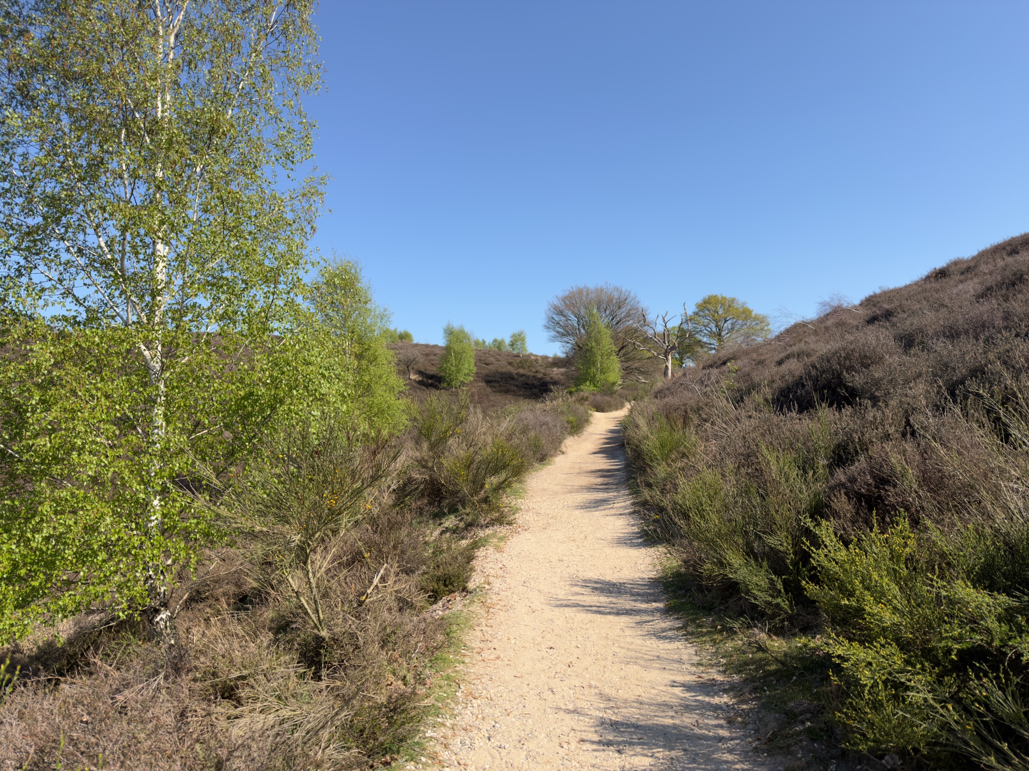 Sandy path climbing between silver birches and heather on a sunny slope