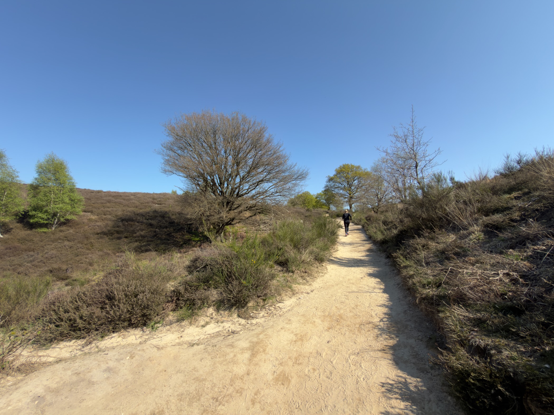 Hiker ahead on a sandy hill path through heather with a lone leafless tree
