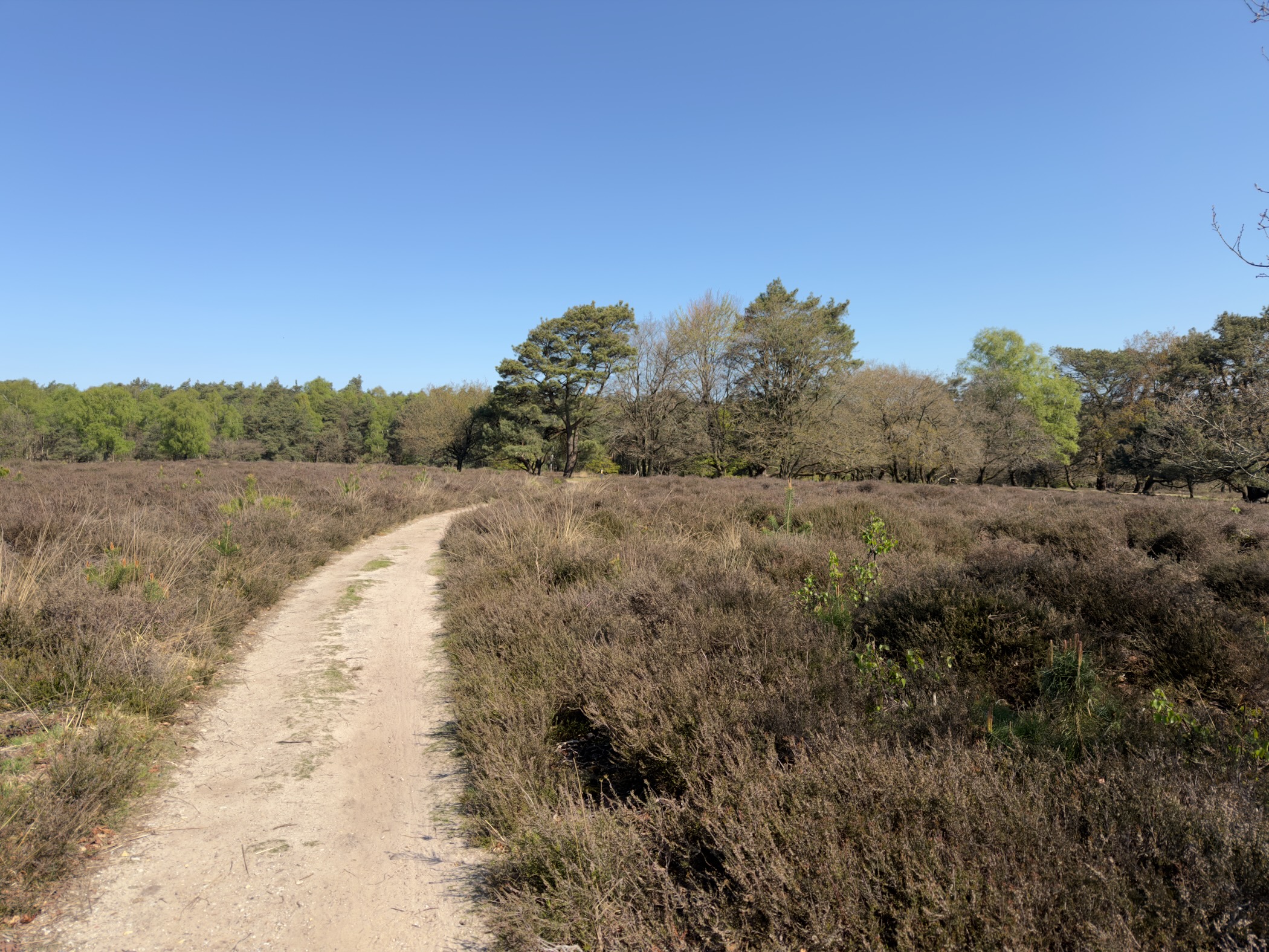 Sandy path heading into wide heathland with a pine grove in the distance