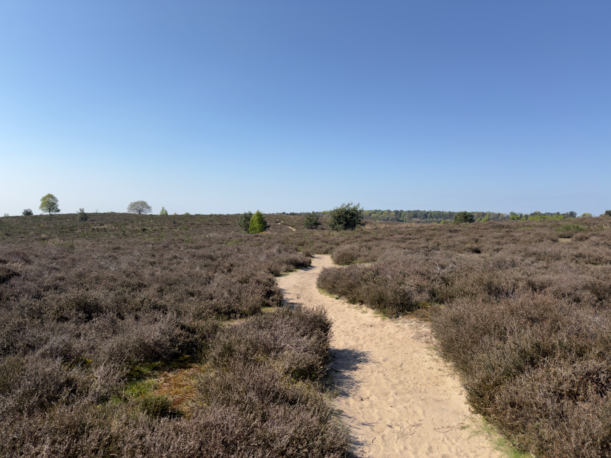 Narrow sandy trail through dry open heather on a sunny plateau