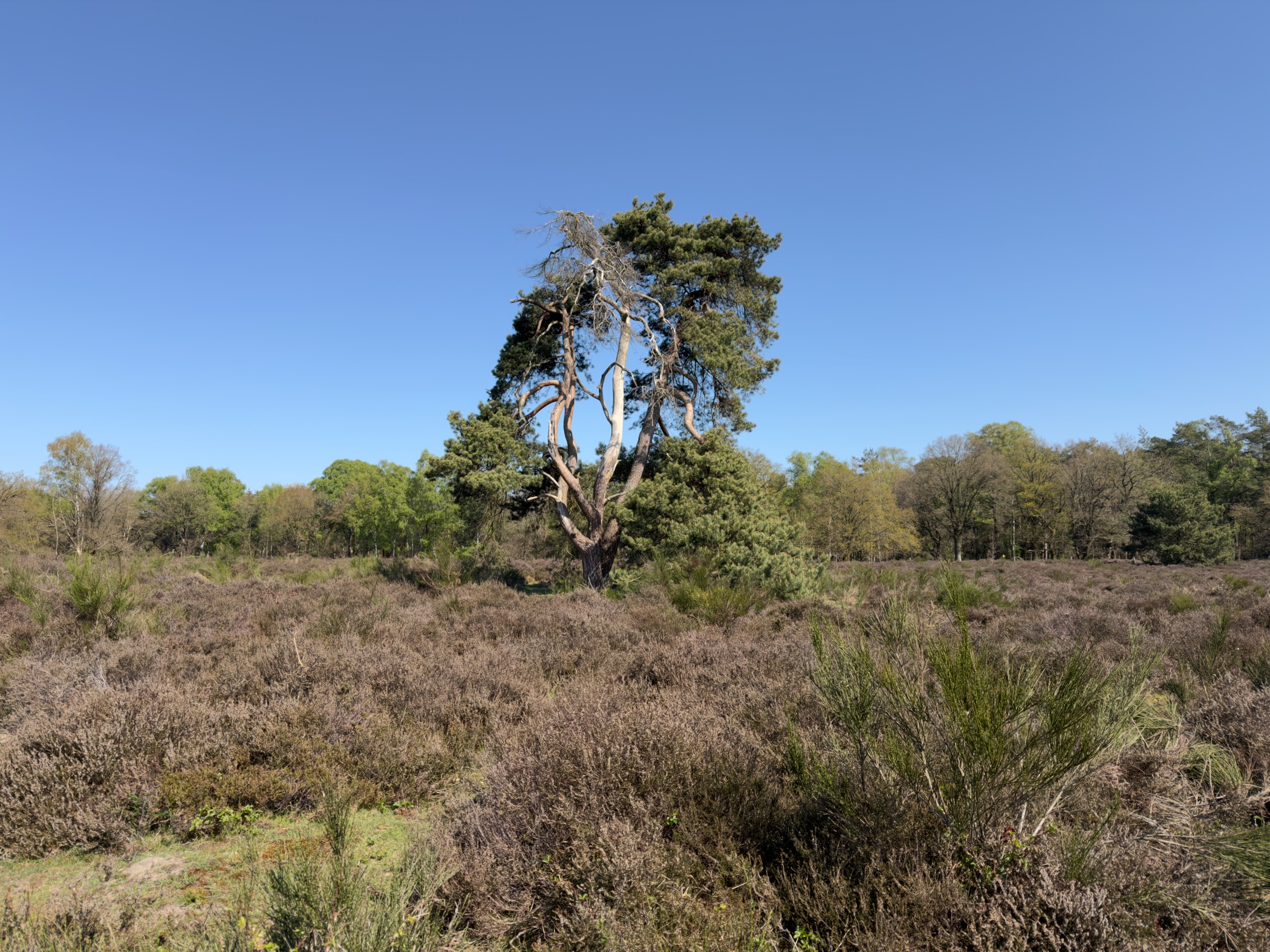 Lone wind-sculpted Scots pine standing on a broad heathland plain