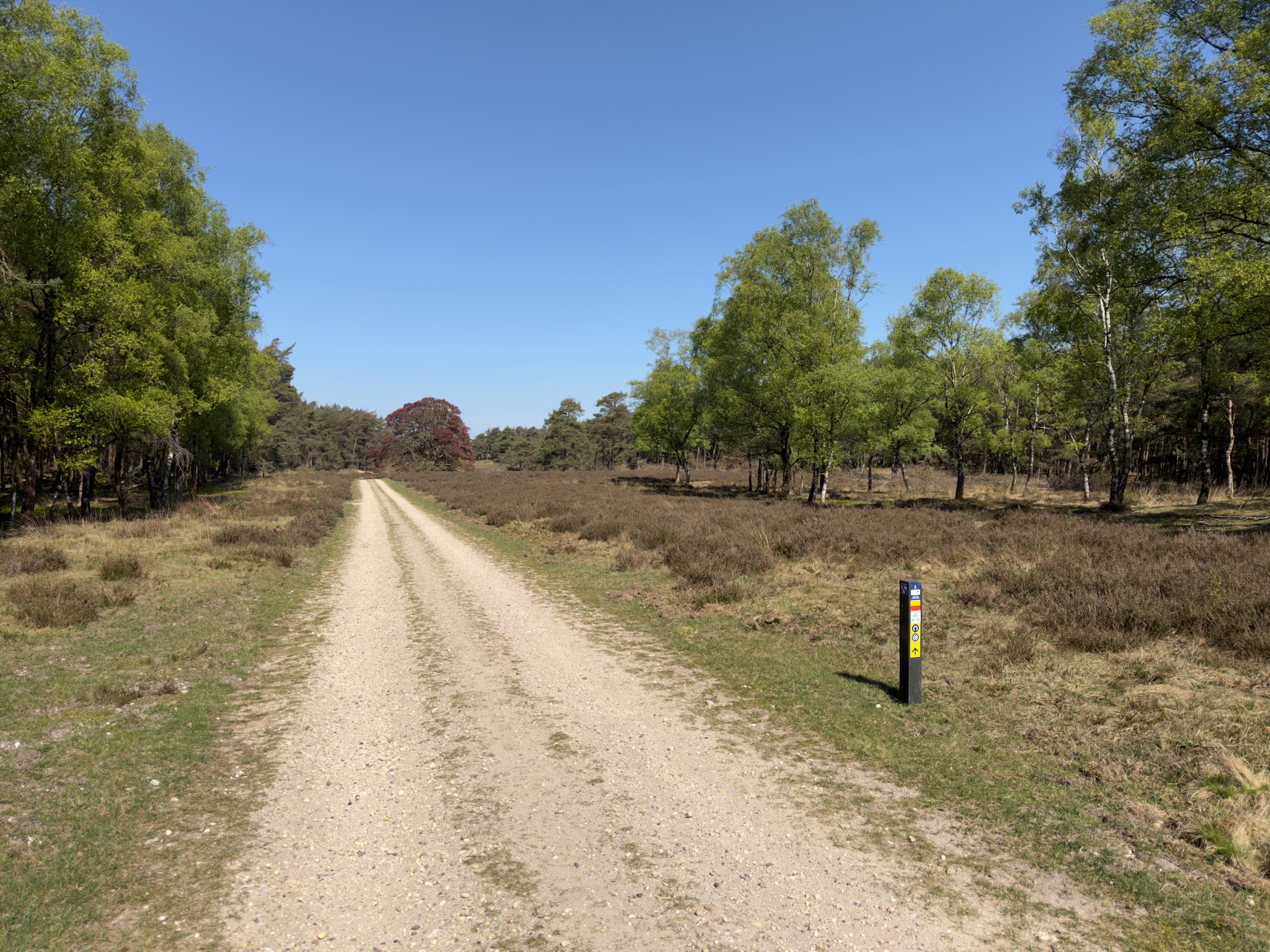 Sandy forest track crossing open heath past a blue-and-yellow trail marker post