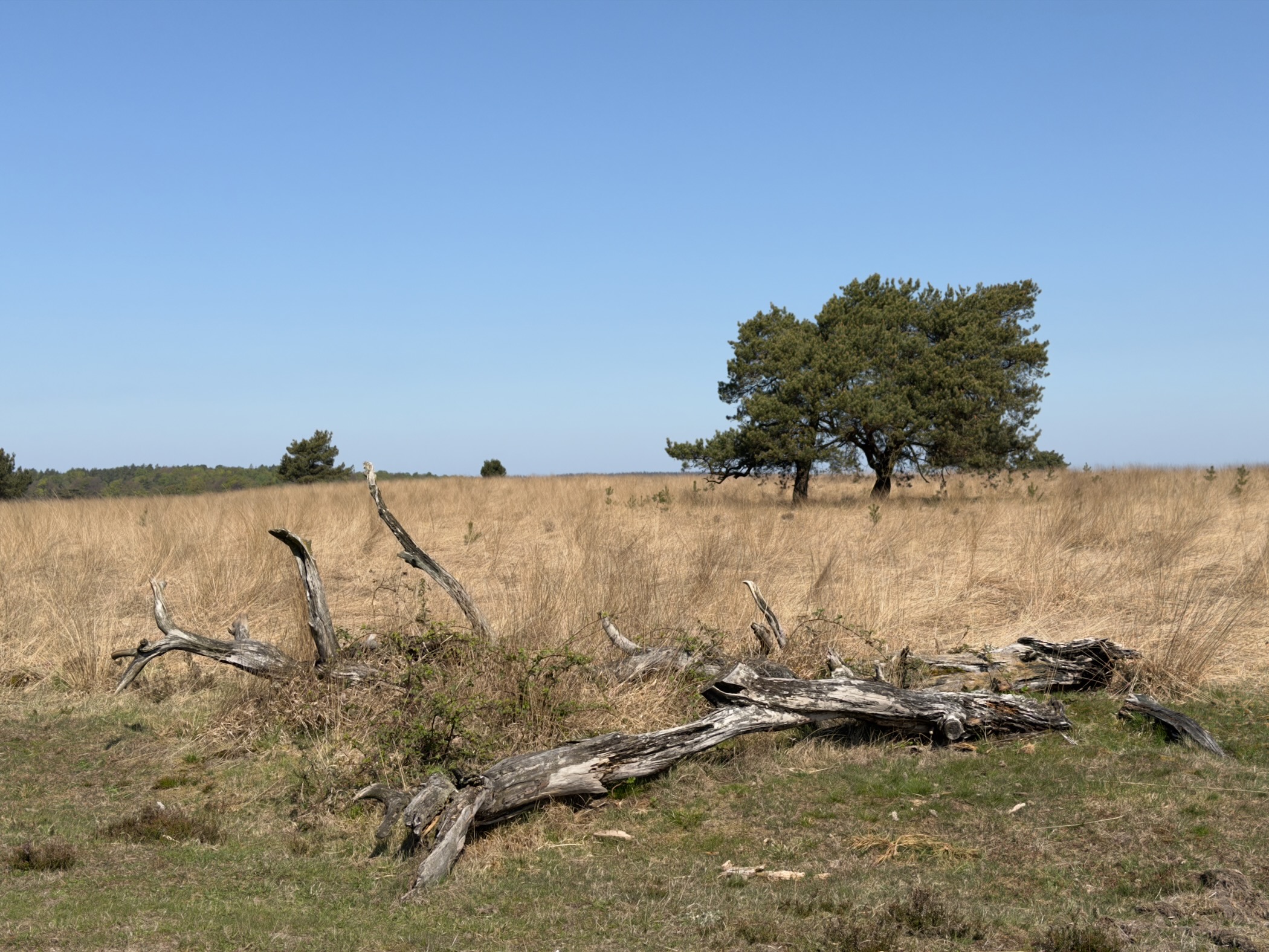 Weathered fallen branch skeleton on dry grassland with a lone pine in the distance