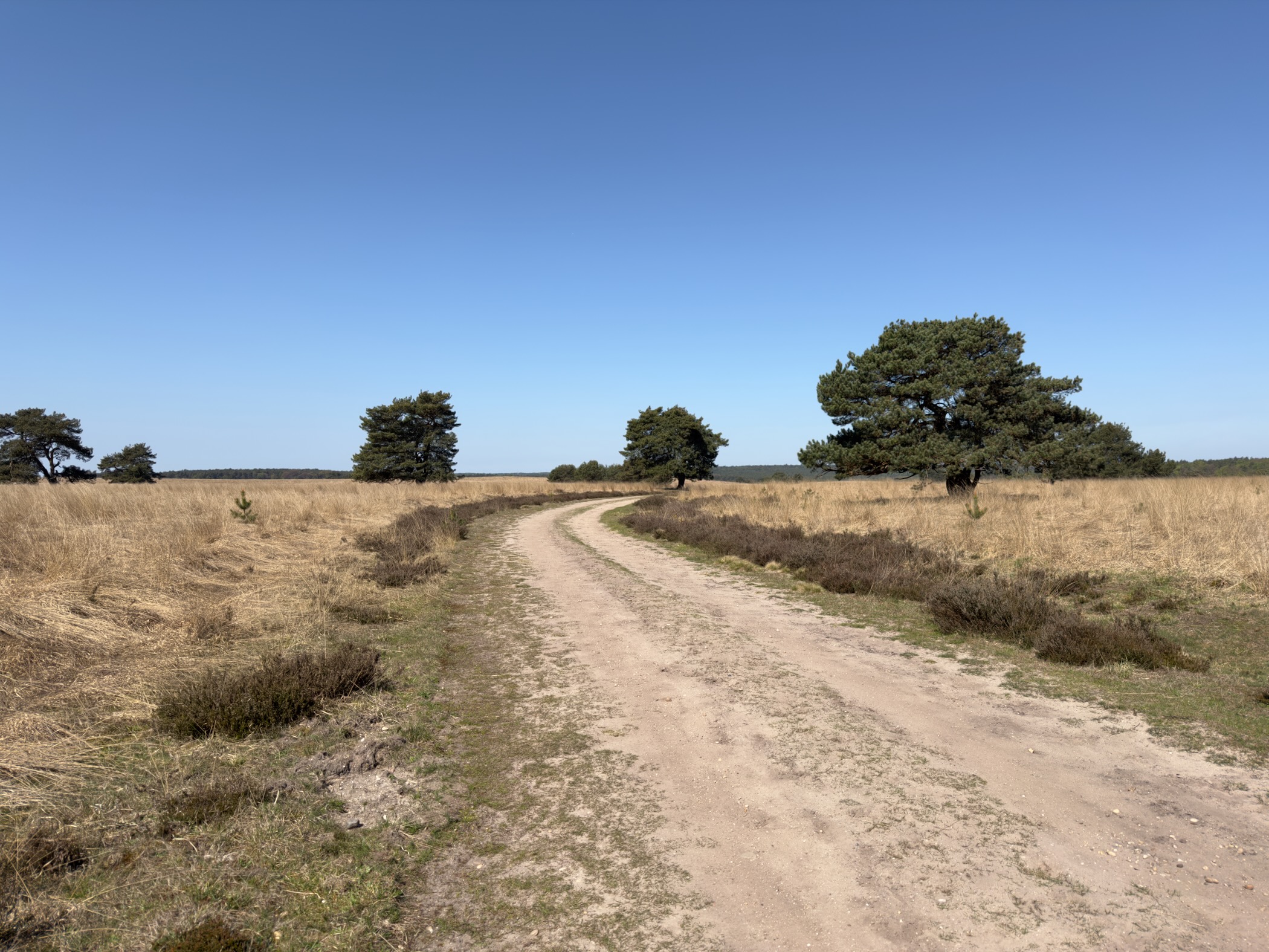 Sandy track winding across open grass heath with scattered pines under a blue sky
