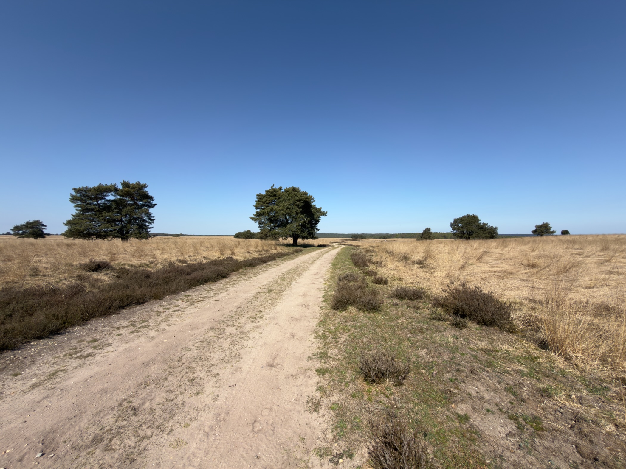 Sandy double track curving past a solitary shade tree on open grass heath