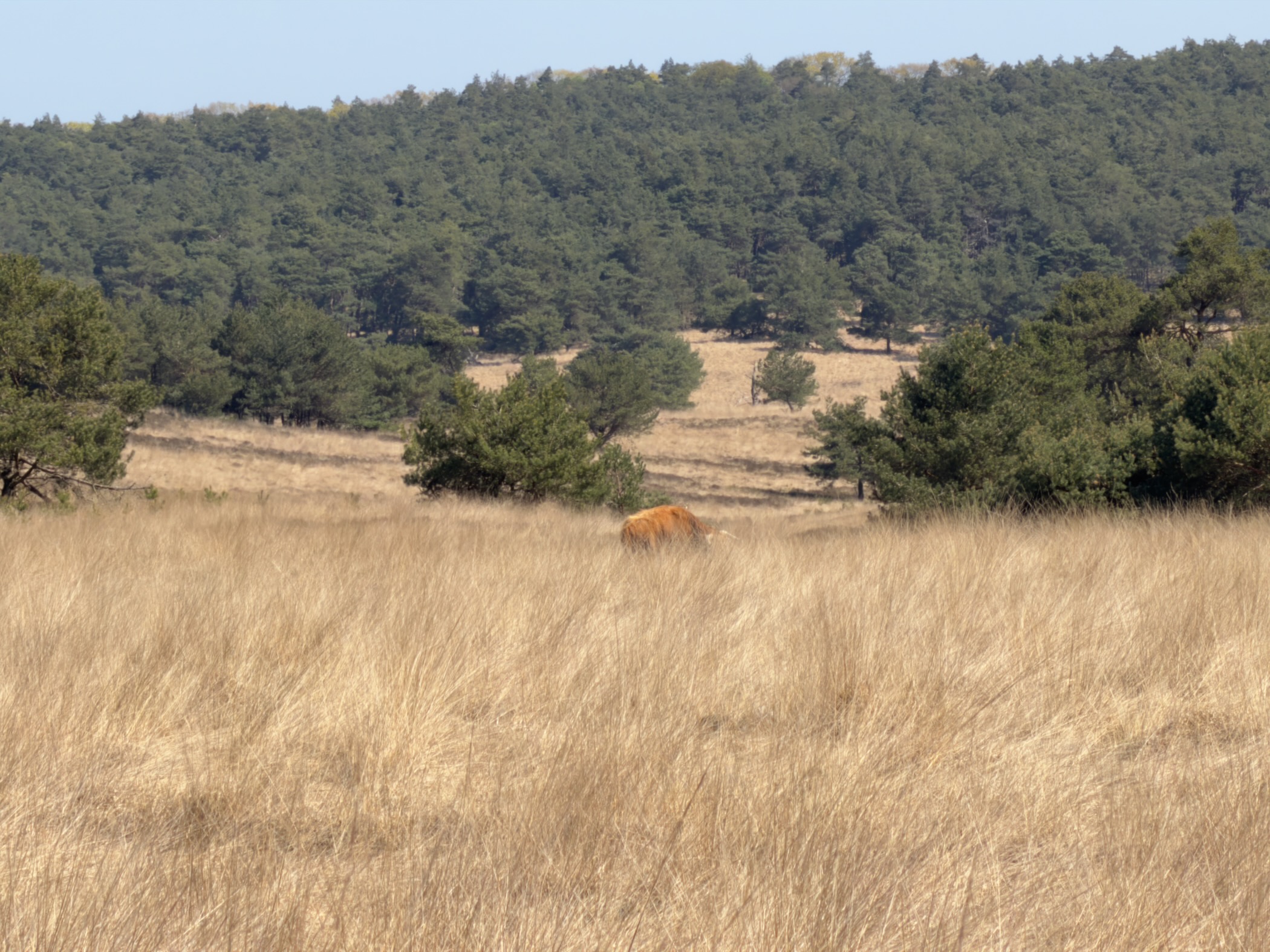 Highland cow grazing in tall dry grass with a pine forest behind