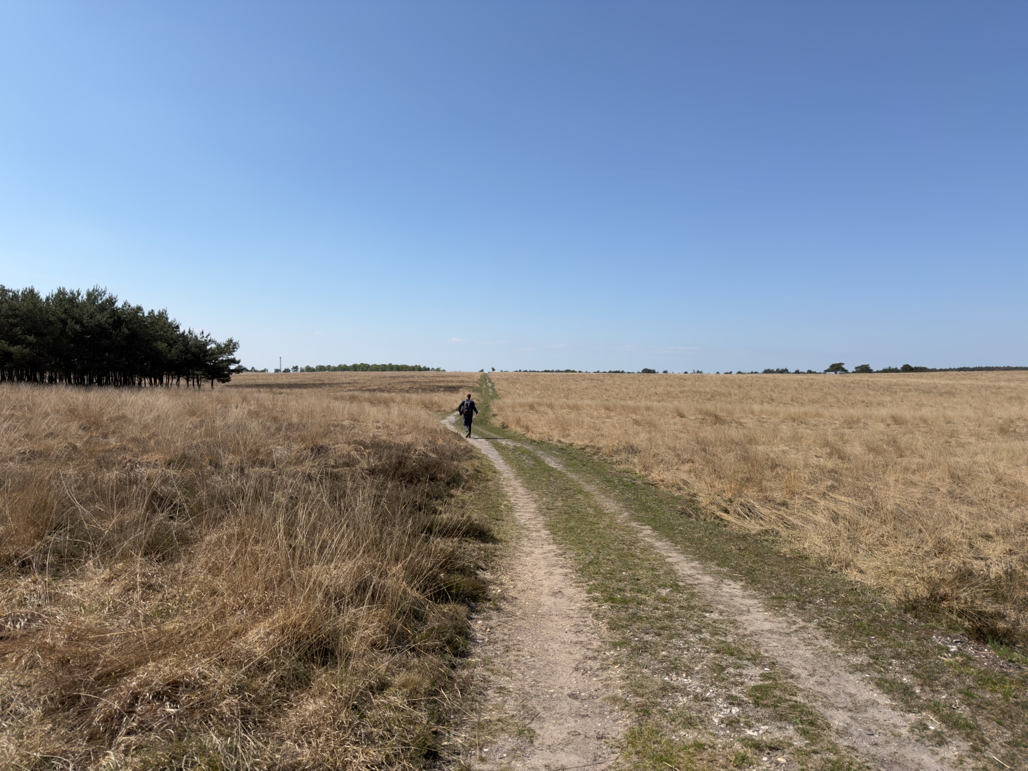 Grassy hiker path crossing wide dry heath toward a distant treeline