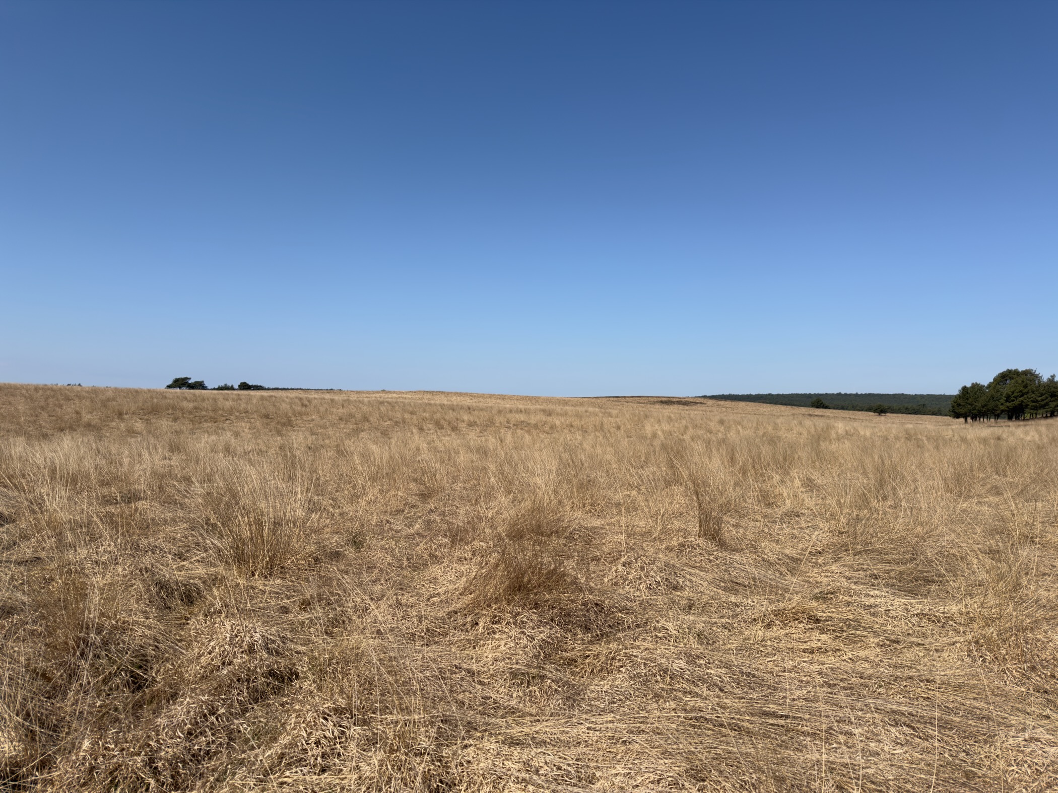 Wind-rippled expanse of yellow-brown grass on the open heath