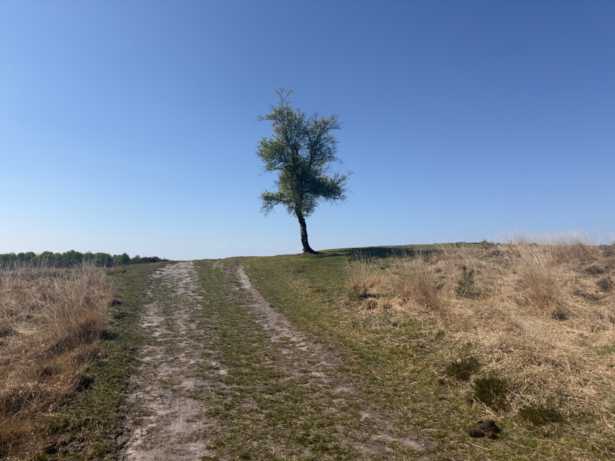 Lone small birch on a low hill at the end of a grassy track
