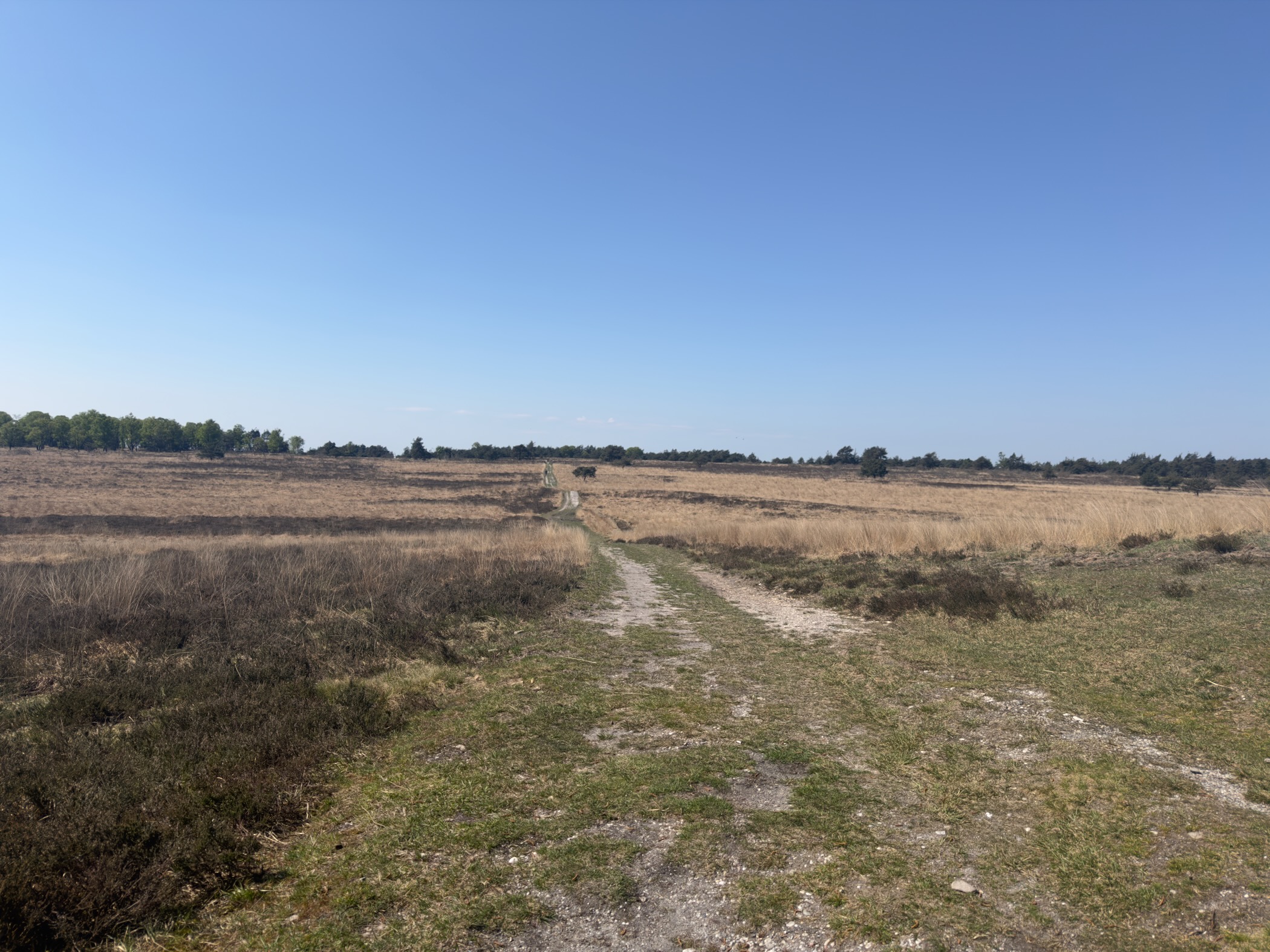 Sandy double-track path crossing open heath toward a grazing animal in the distance