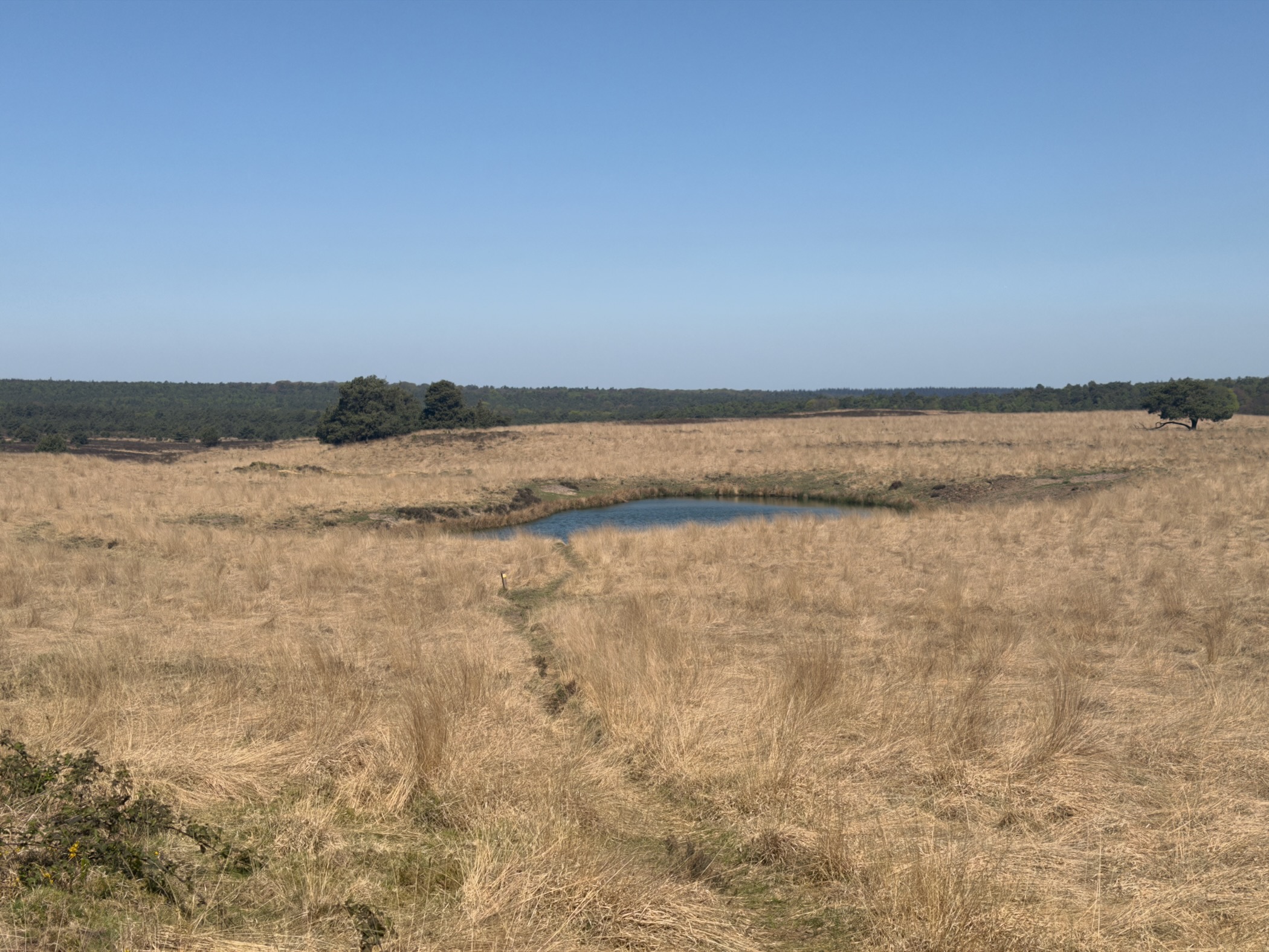 Small heathland pond ringed by tall dry grass under a blue sky