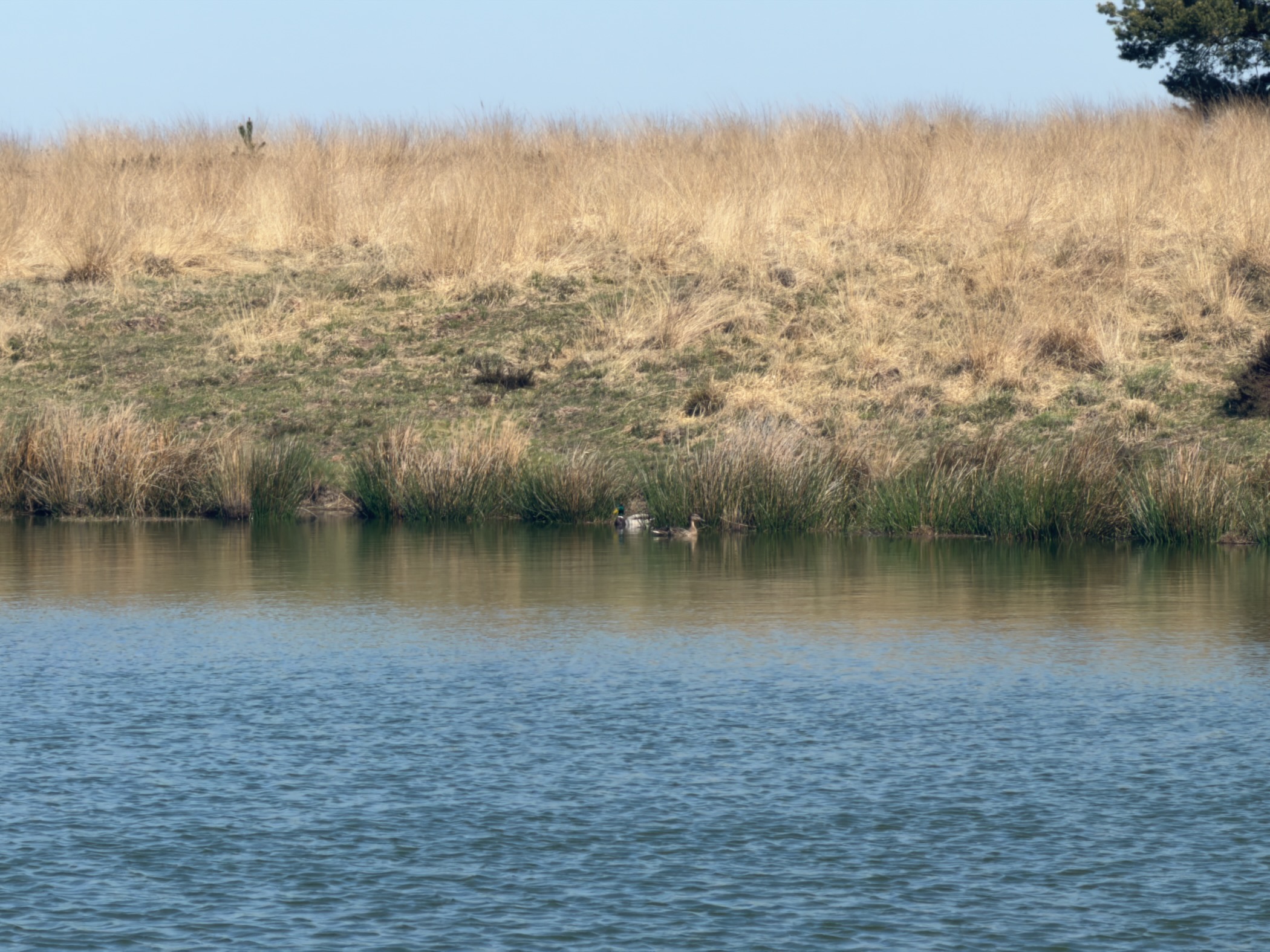 Two ducks floating on a pond beneath a grassy bank of tall reeds