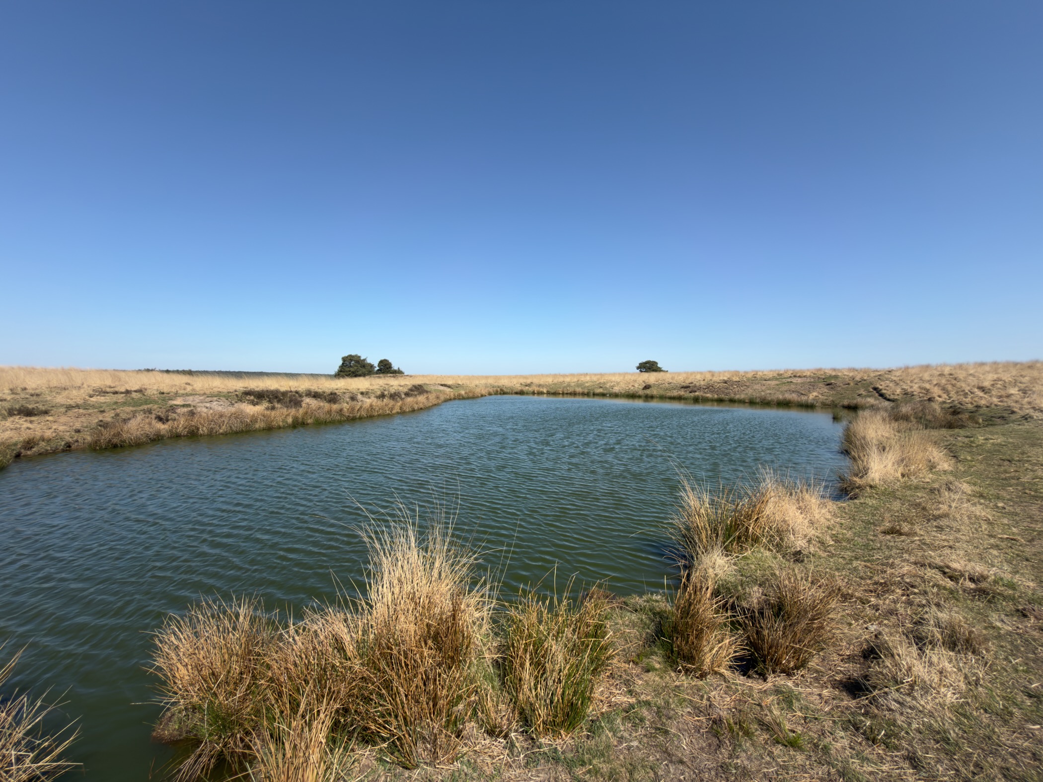 Oval heathland pond with reedy tussocks along the bank