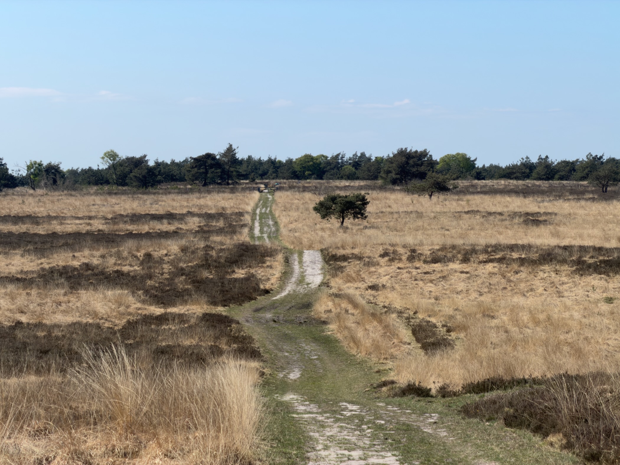 Grassy sand path leading across heath toward a small bench on the horizon